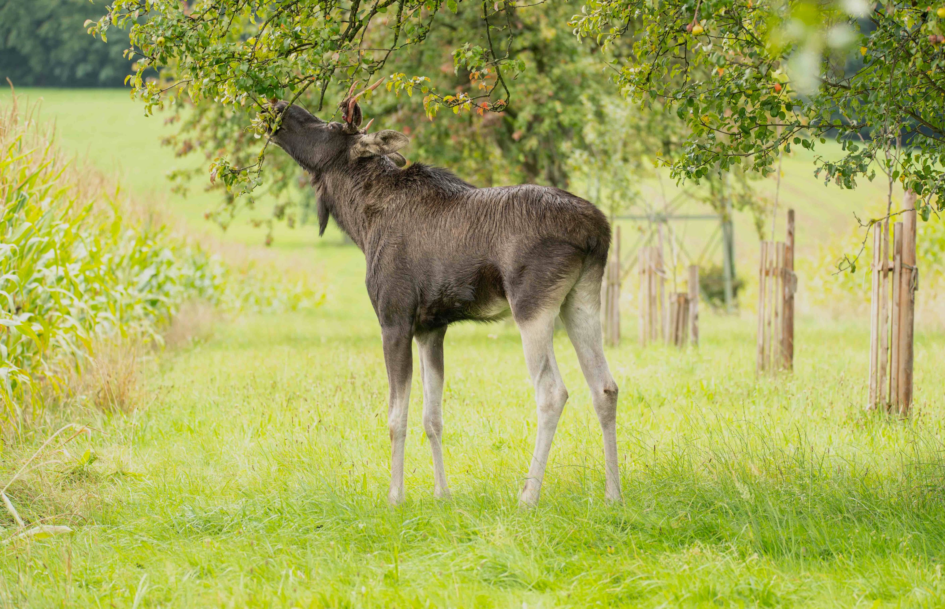 Elch Emil in Sonntagberg – Naturfotografen <a data-li-document-ref=