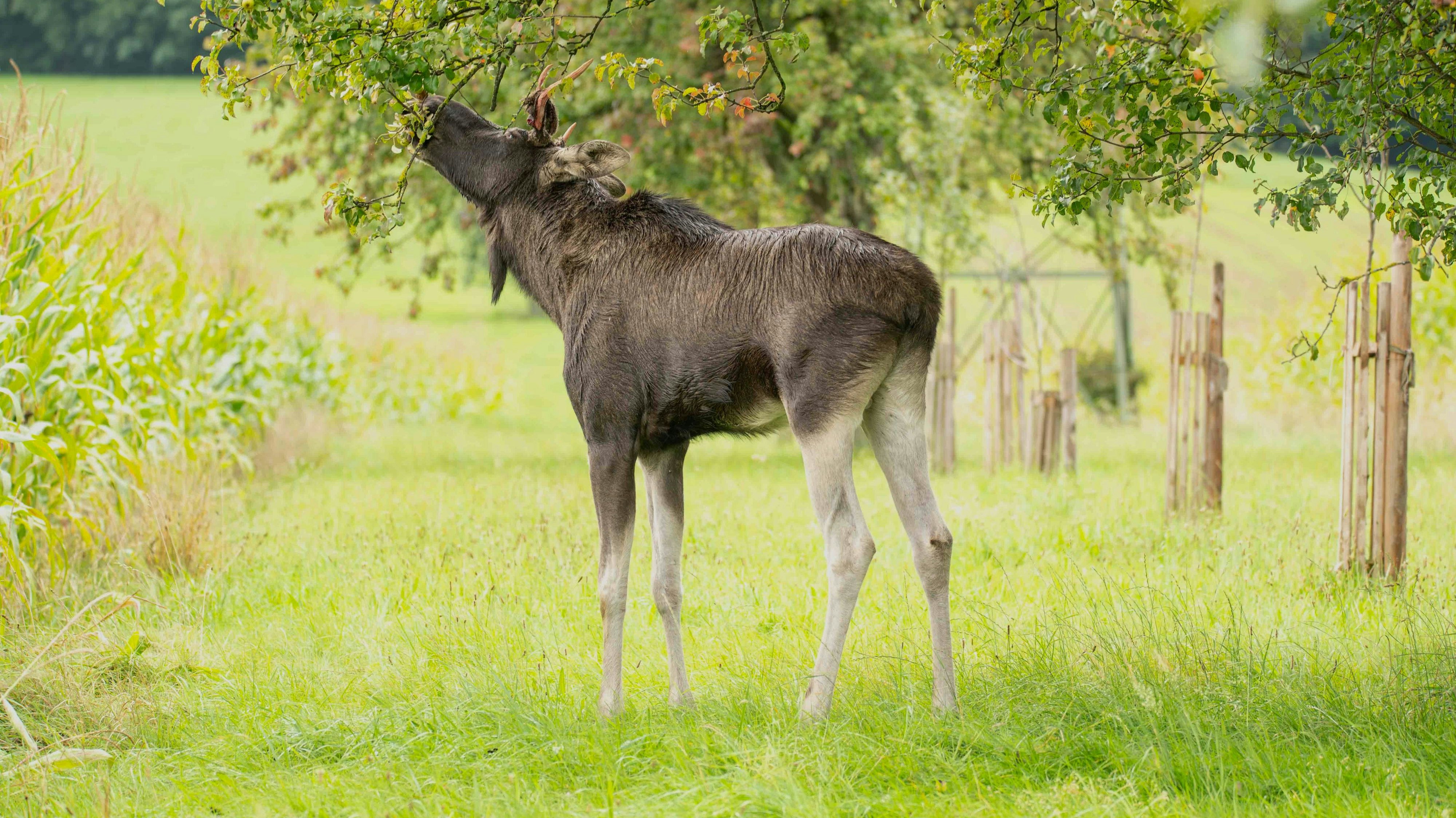 Heute.at - Elch Emil begeistert Community mit neuen Sichtungen