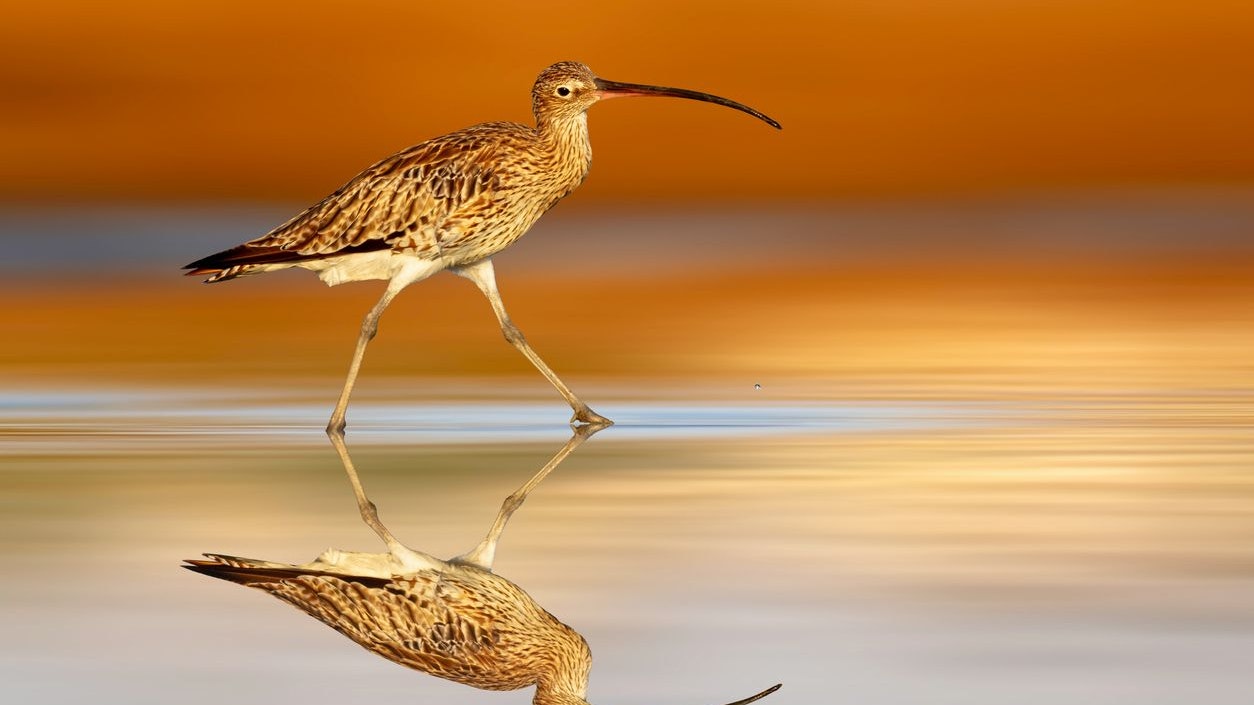 Große Brachvögel haben einen außerordentlich melodischen und trillernden Ruf. 