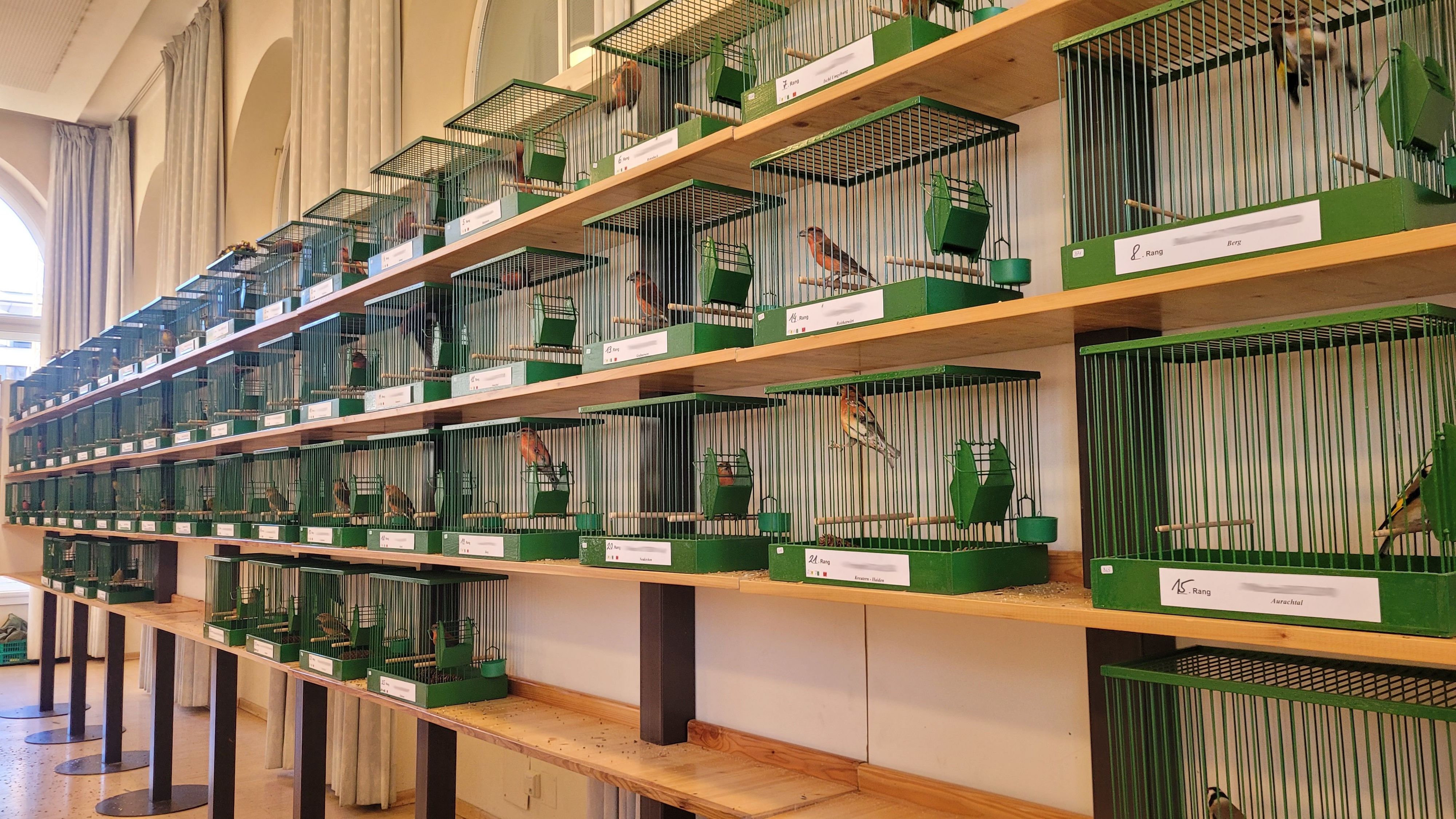 Aufgrund solcher Ausstellungen, werden die Singvögel gefangen und prämiert.