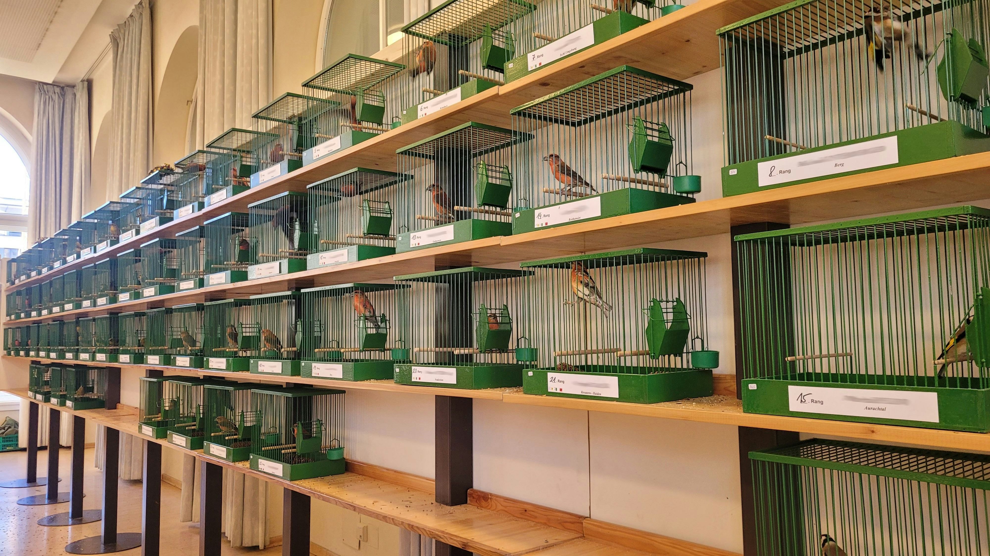 Heute.at - Wegen Ausstellung? Vogeljäger jetzt in OÖ unterwegs