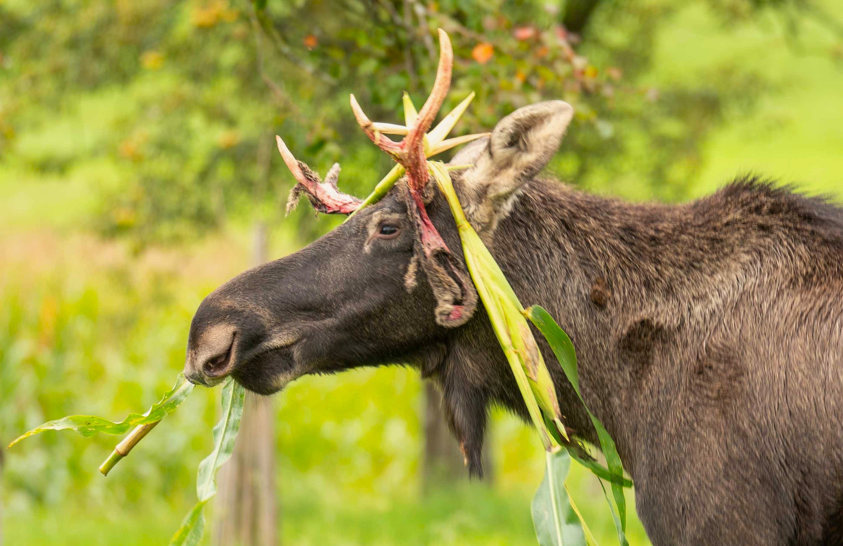 Elch Emil in Sonntagberg