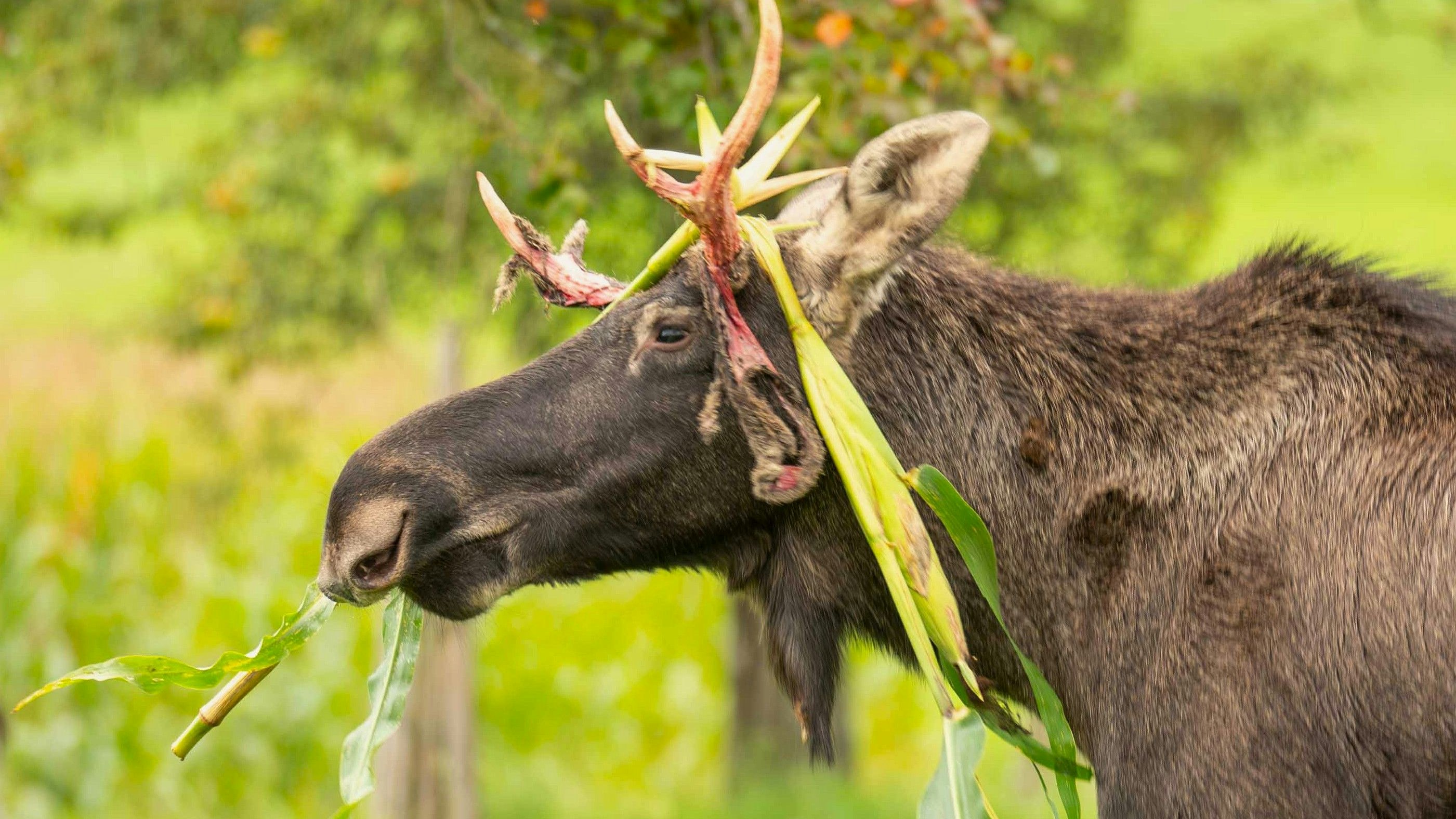 Heute.at - Neue Fotos und Video – Elch taucht in Sonntagberg auf