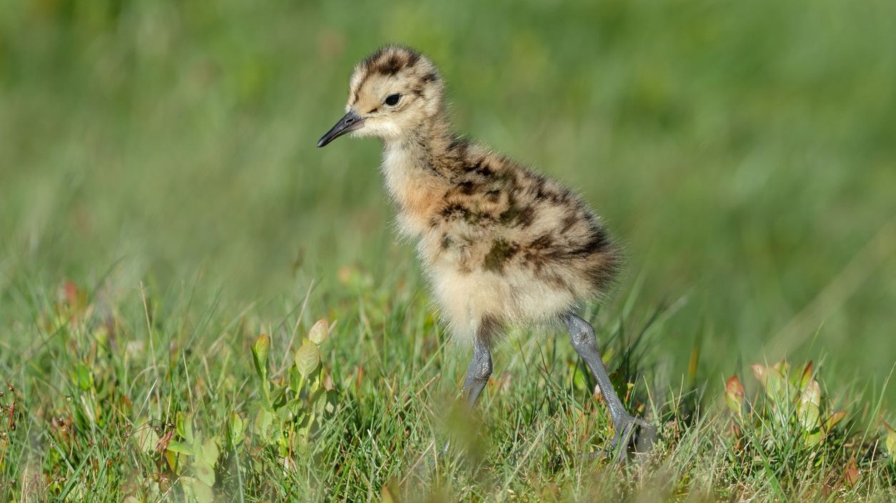 Die niedlichen Küken haben ohne unsere Hilfe aufgrund von Beutegreifern fast keine Chance erwachsen zu werden. 
