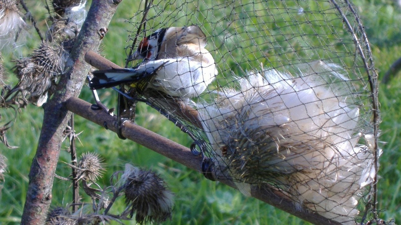 Und "schnapp" – Falle zu! Tierliebe sieht in jedem Falle anders aus, oder? 