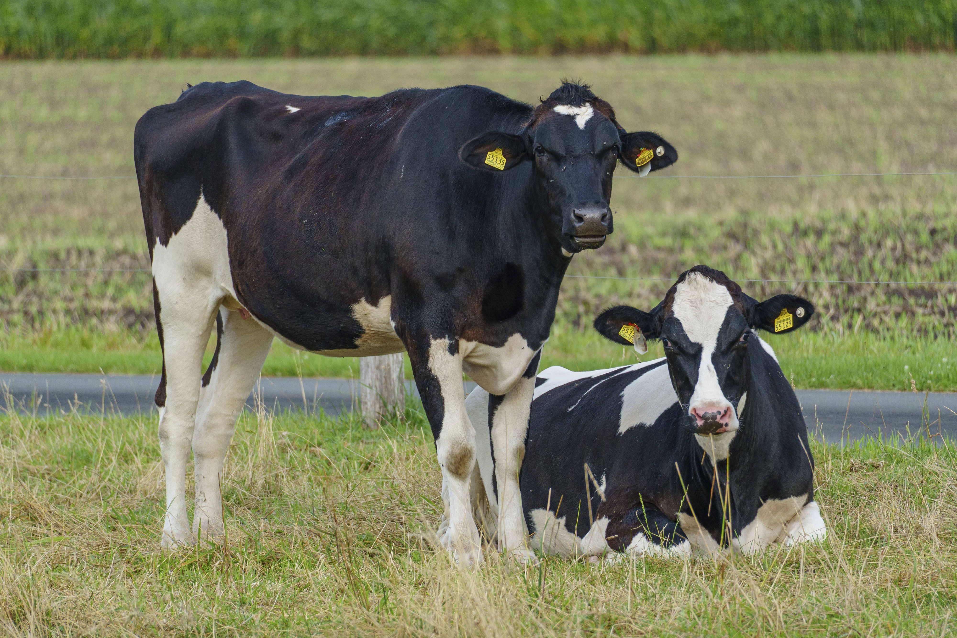 Das Kind wurde von einer Kuh angegriffen. (Symbolbild)