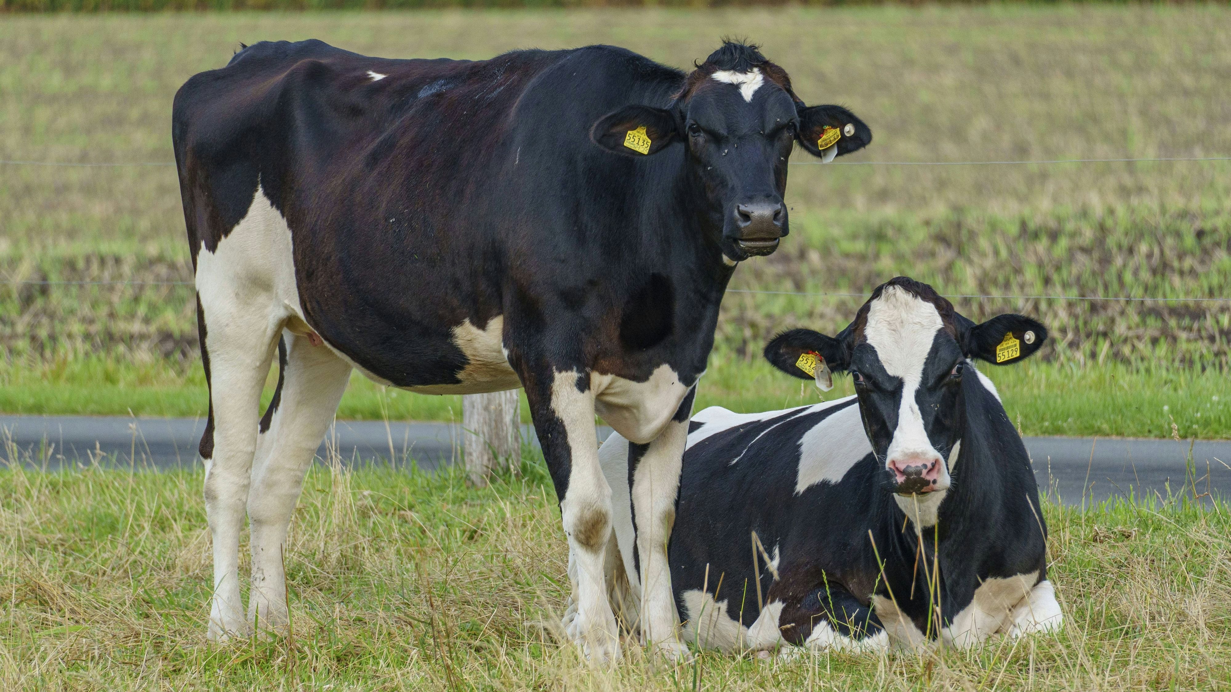 Heute.at - Kuh tritt Vierjährigen nieder – Kind in Spital gebracht
