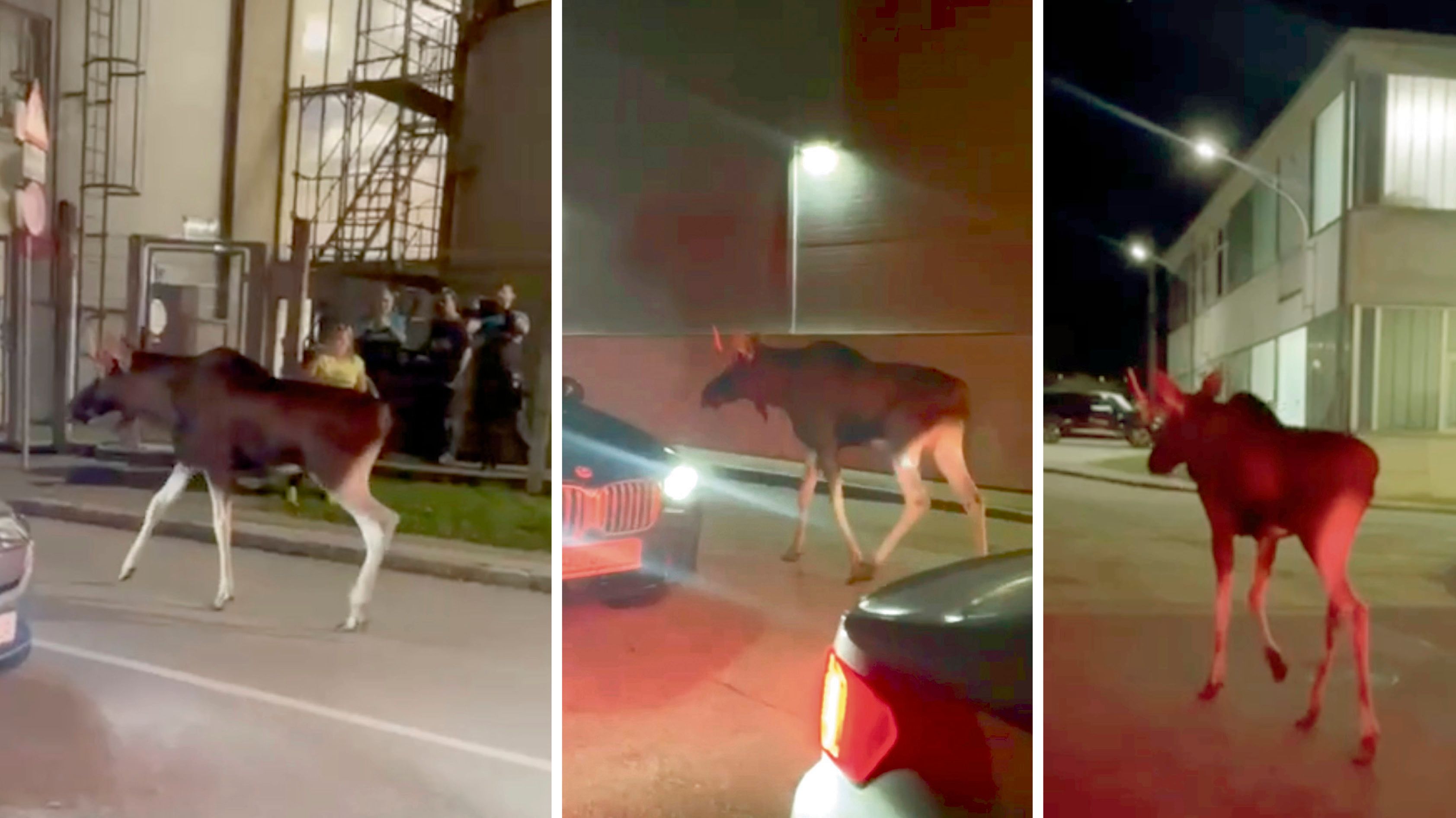 Elch Emil war am Montagabend im Böhlerwerk.