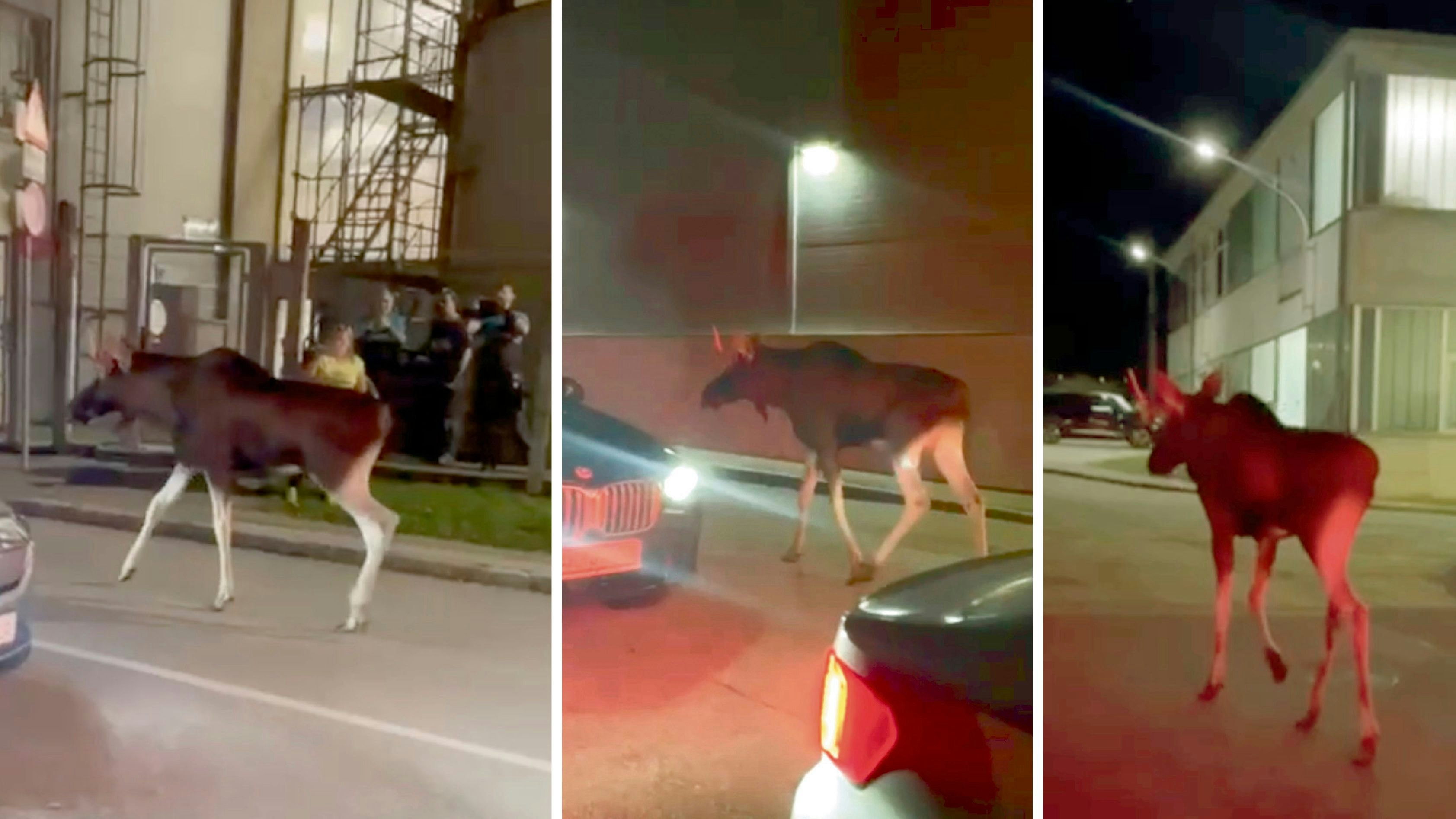 Heute.at - Reise geht weiter – wo sich Elch Emil jetzt aufhält