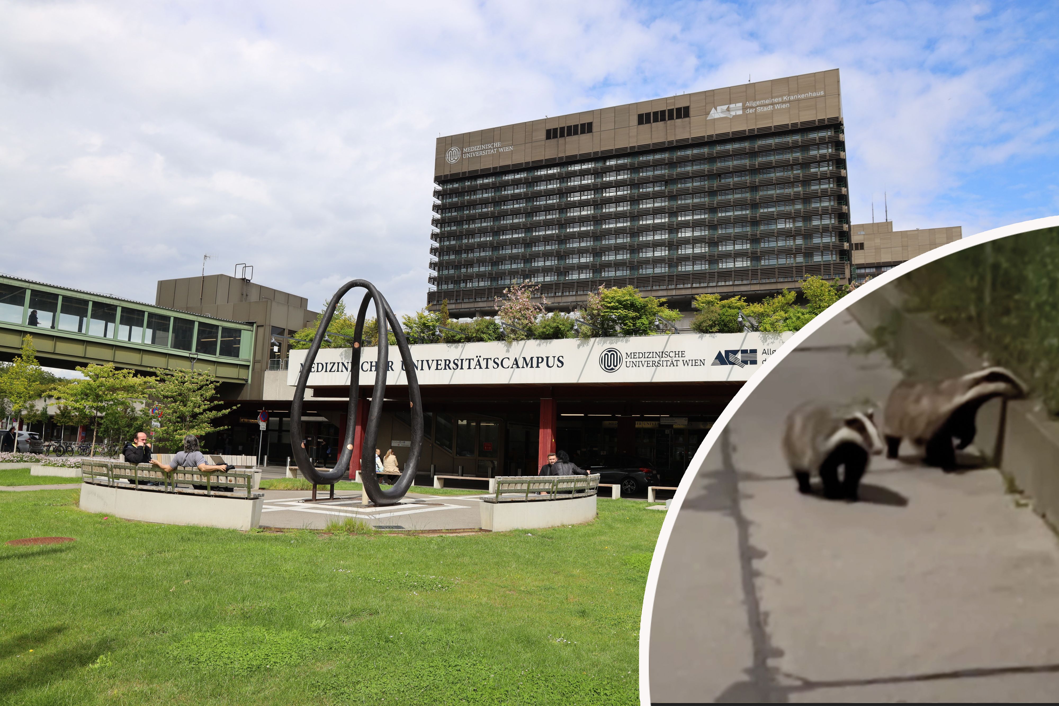 Seltene Gäste am AKH: Zwei Dachse wurden bei einem nächtlichen Streifzug über das Krankenhausgelände gefilmt.