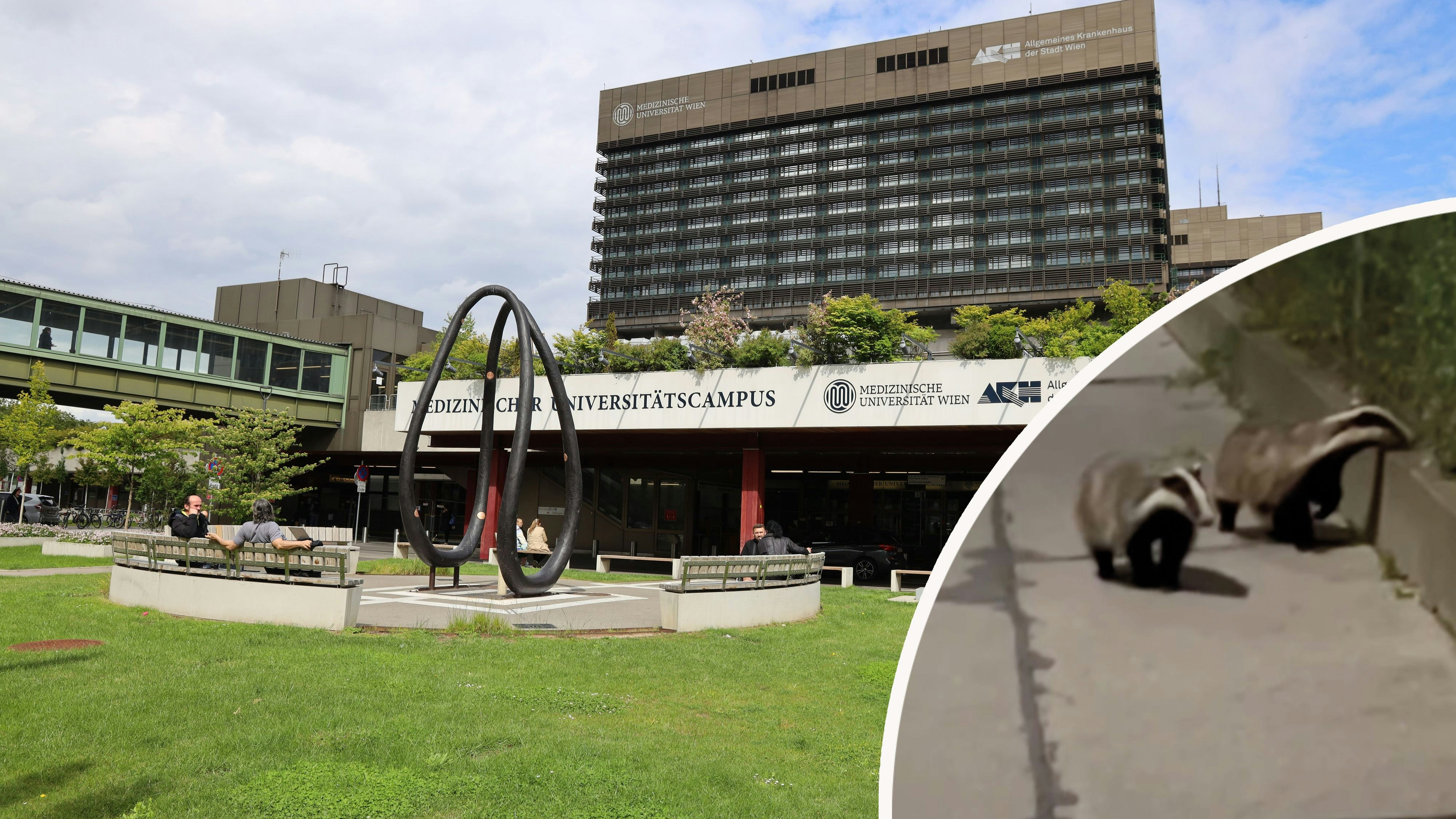 Heute.at - Seltene Gäste: Zwei Dachse ziehen durchs AKH-Gelände