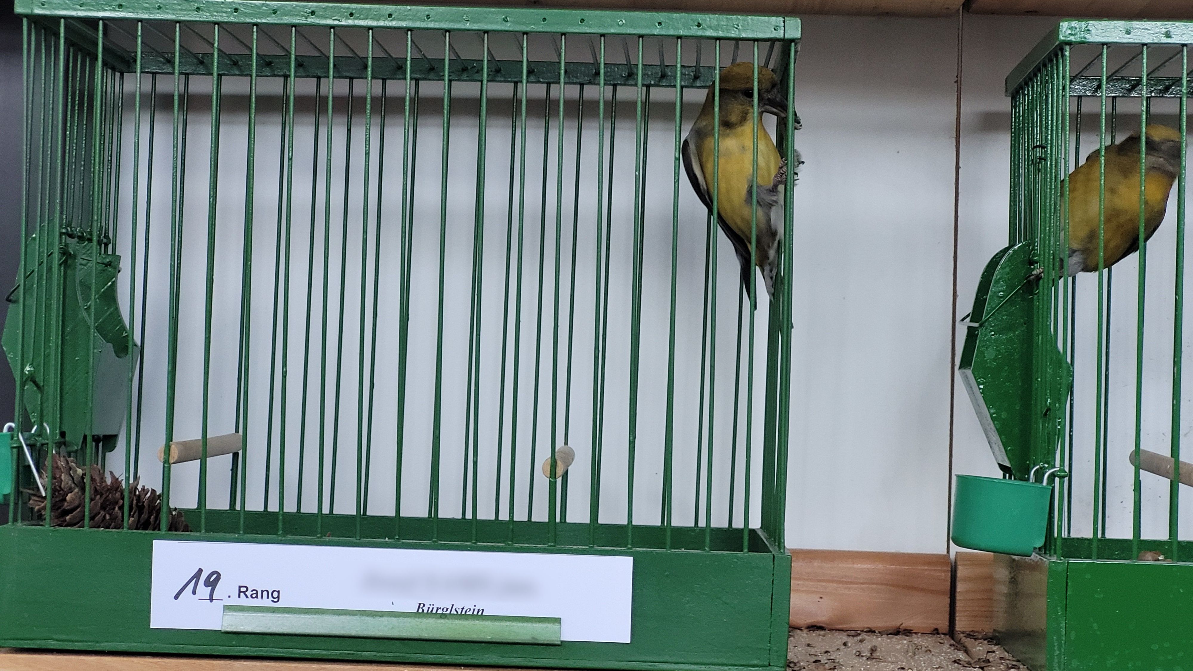 Etwa 35.000 Singvögel werden traditionell eingefangen und bewertet. Bei der Wiederauswilderung nach Monaten sind meist die Flügel weniger bemuskelt und die Tiere entkommen Beutegreifern viel schwerer. 