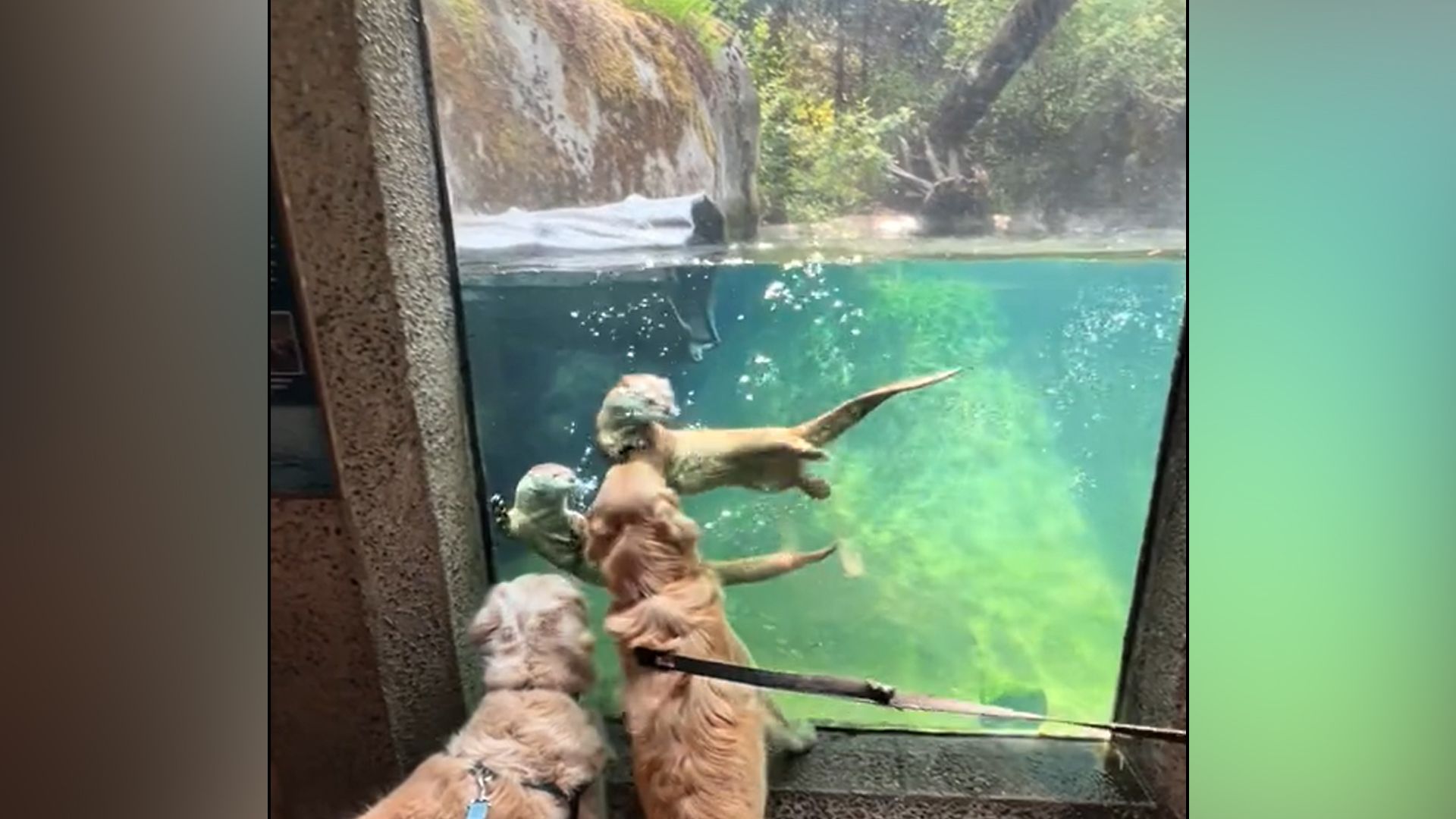 Die Golden Retriever wären wohl am liebsten zu den niedlichen Ottern ins Becken gehüpft.