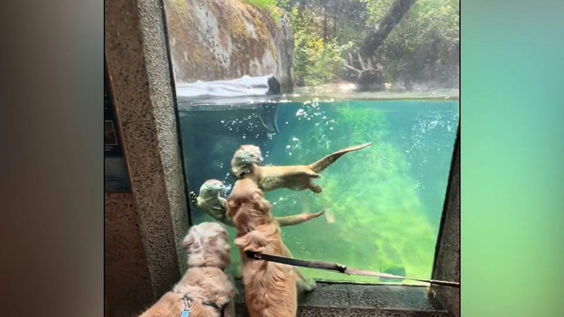 Heute.at - Diese Hunde kommen im Safari-Park voll auf ihre Kosten