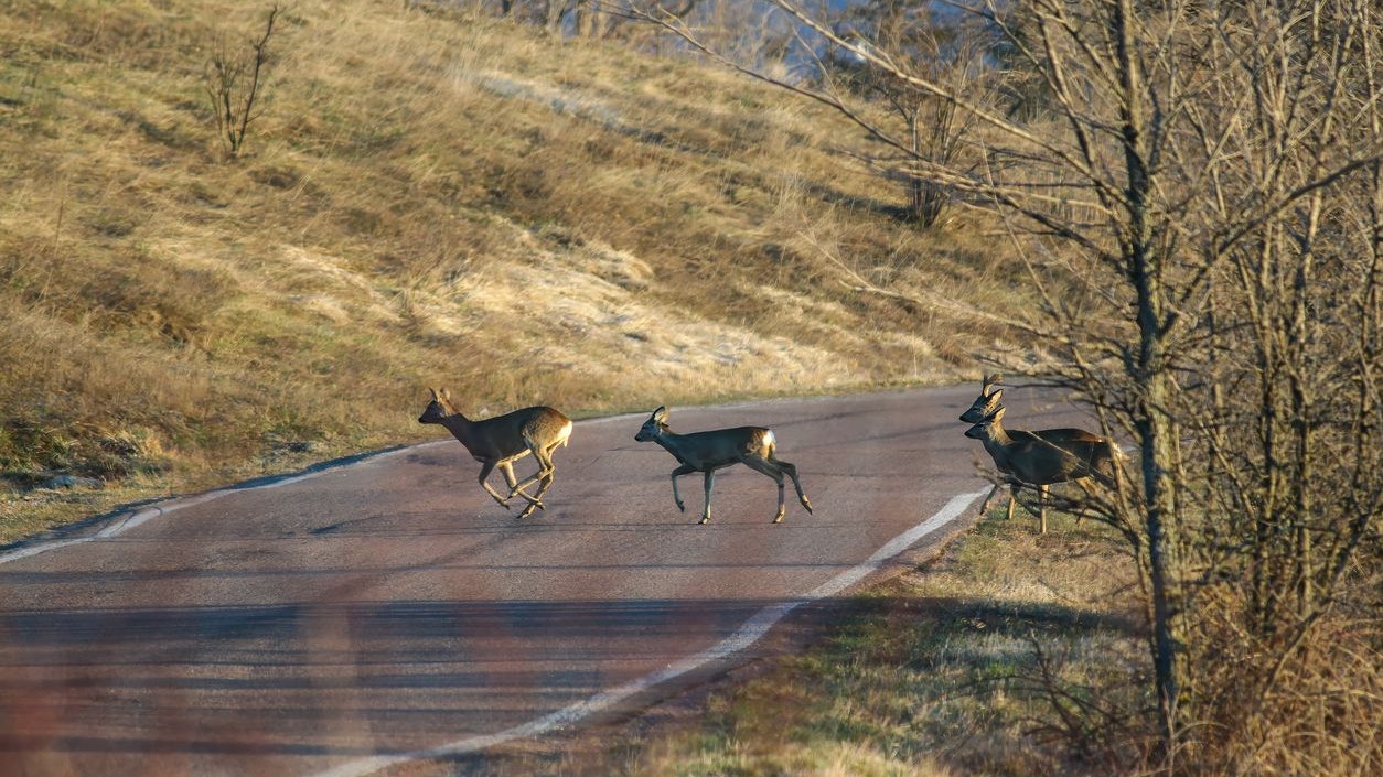 Heute.at - Reh angefahren und im Kofferraum versteckt