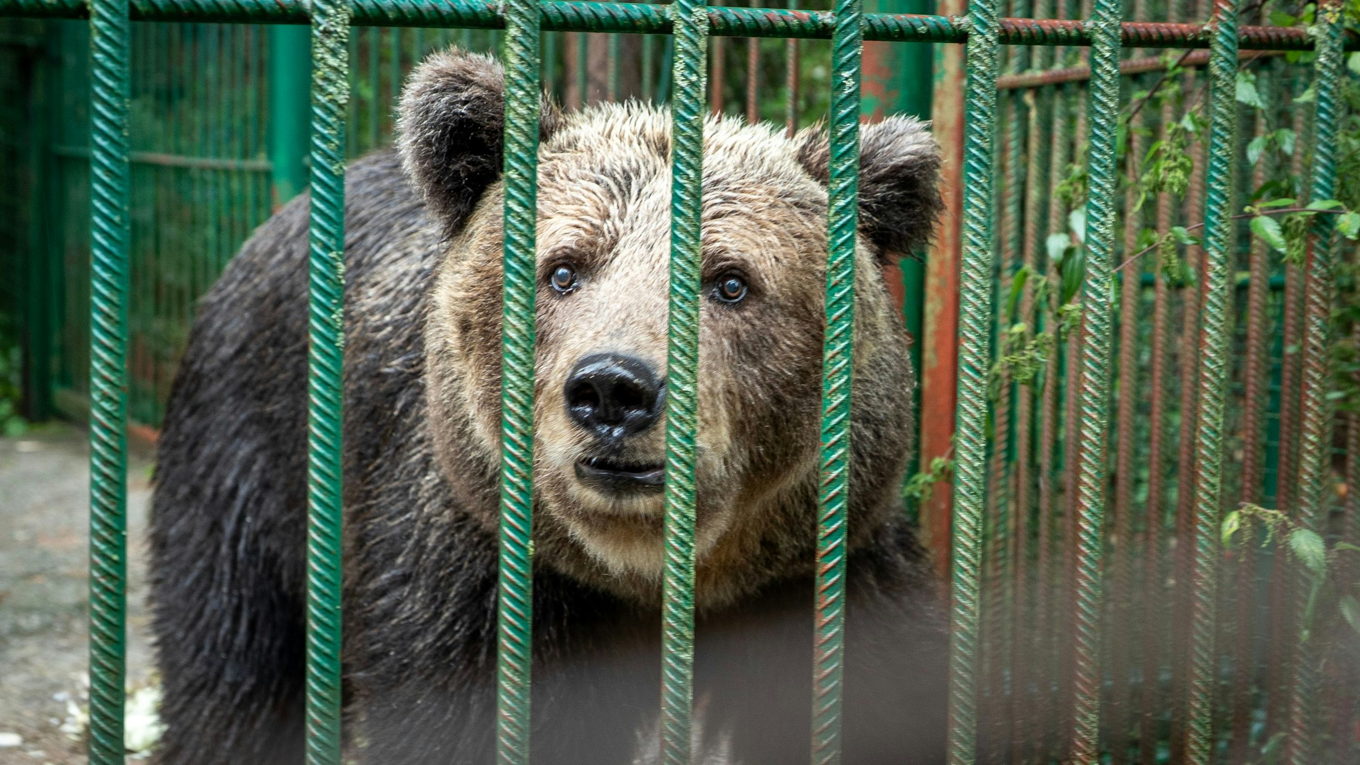 Heute.at - Willkommen! Mici kommt doch nach Arbesbach