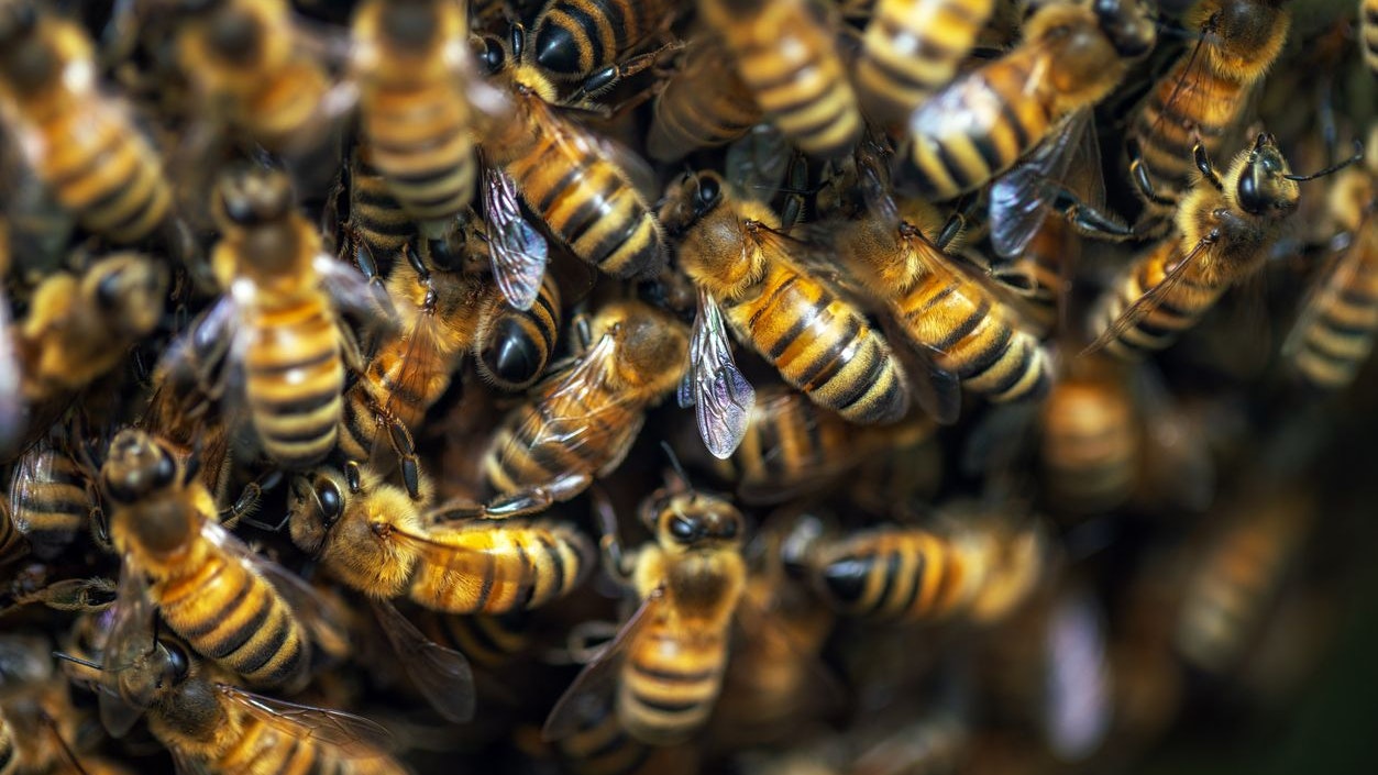 Heute.at - Tausende Bienen plündern ganzes Geschäft
