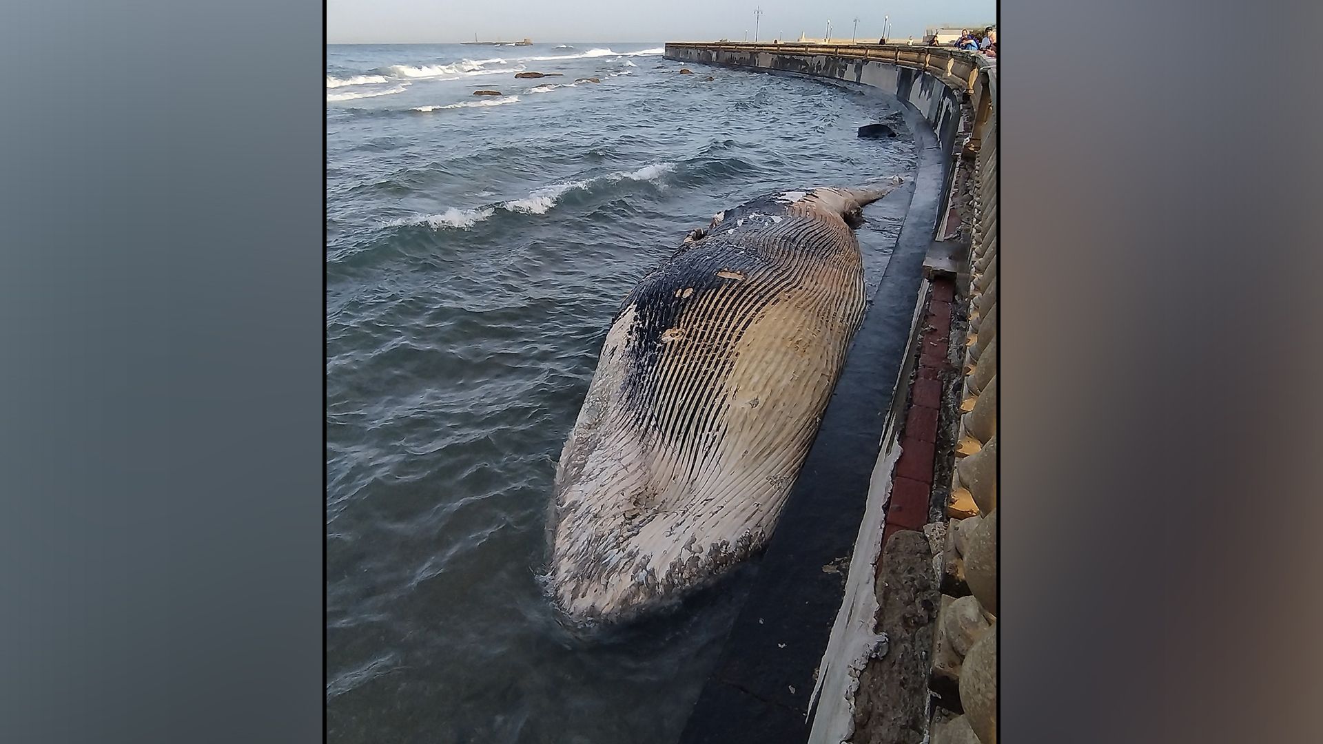 Es handelt sich um einen Finnwal.