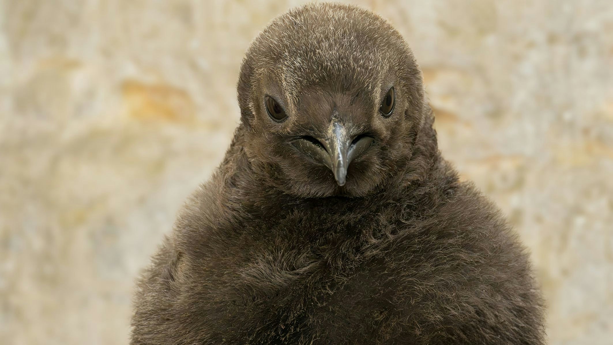 Niedliche Plüschis im Tiergarten.