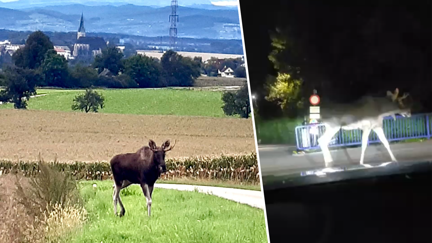 Emil auf seinem Weg Richtung Grenze: Der Elch wurde bei Haag (NÖ) gesichtet, kommt OÖ immer näher.