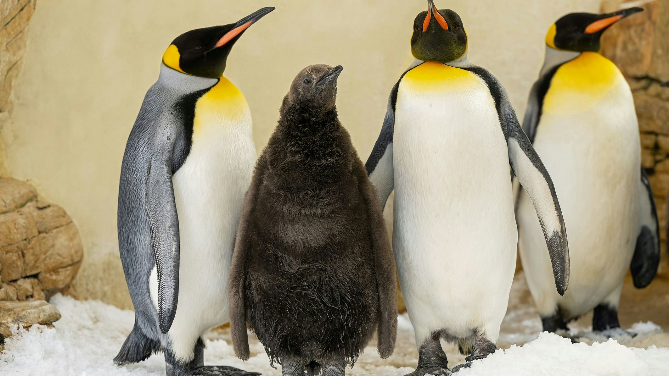 Der Königspinguin ist nach dem Kaiserpinguin die zweitgrößte Pinguinart. 