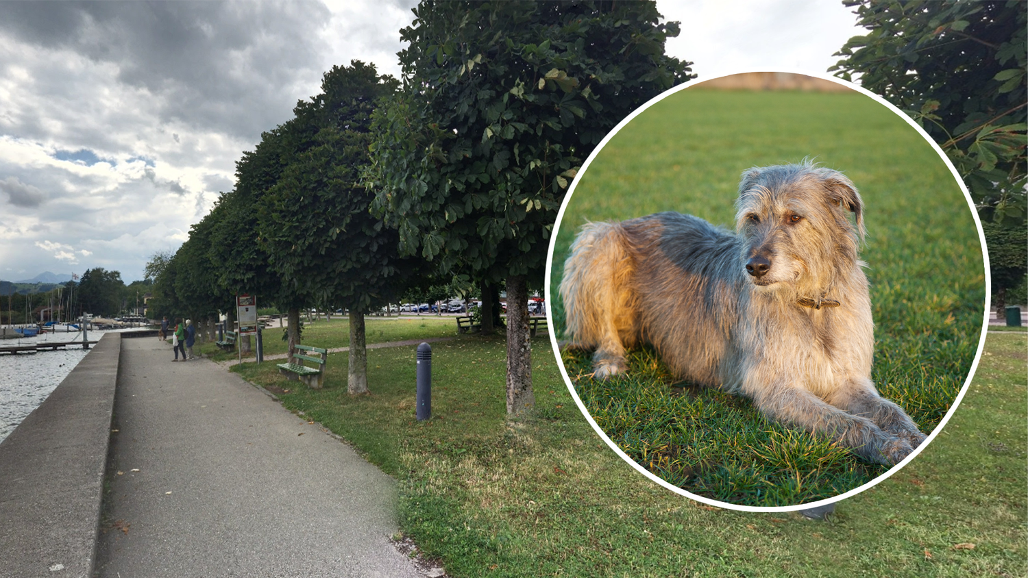 Der Greengrass Lurcher griff den Mann auf der Esplanade in Gmunden an. (Symbolbild)