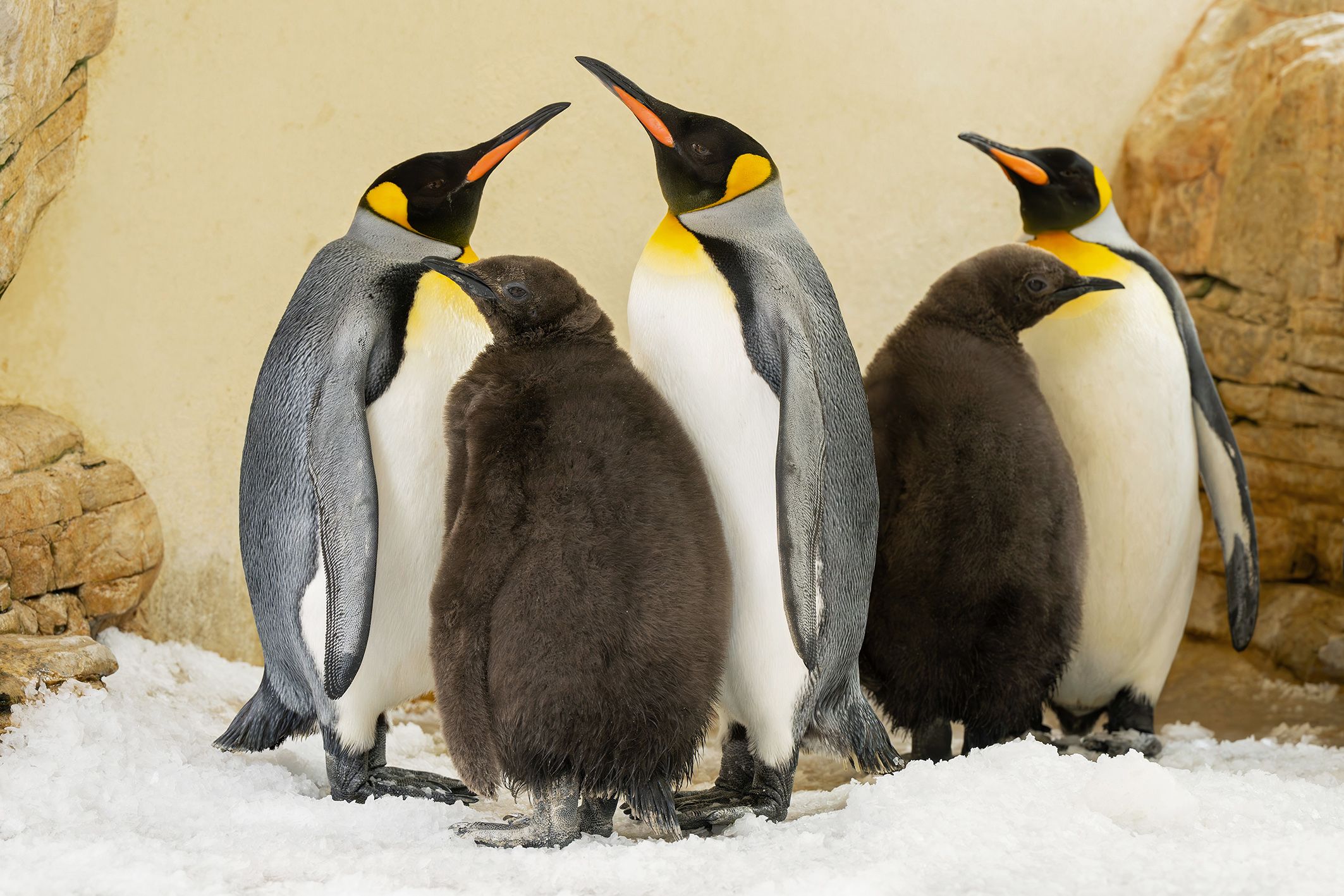 Noch sind die Jungtiere mit plüschigem Manterl ausgestattet.