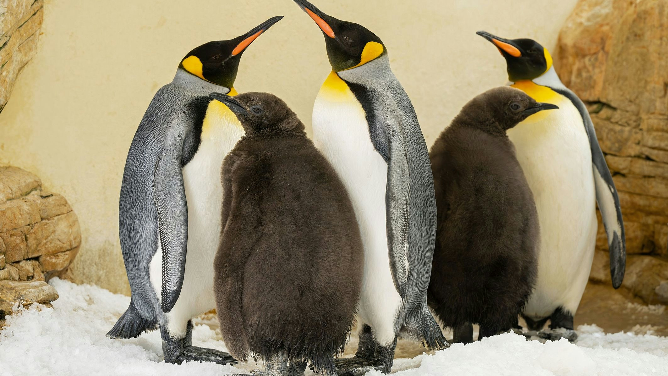 Heute.at - Dieser Nachwuchs zeigt sich noch im Flauschmanterl