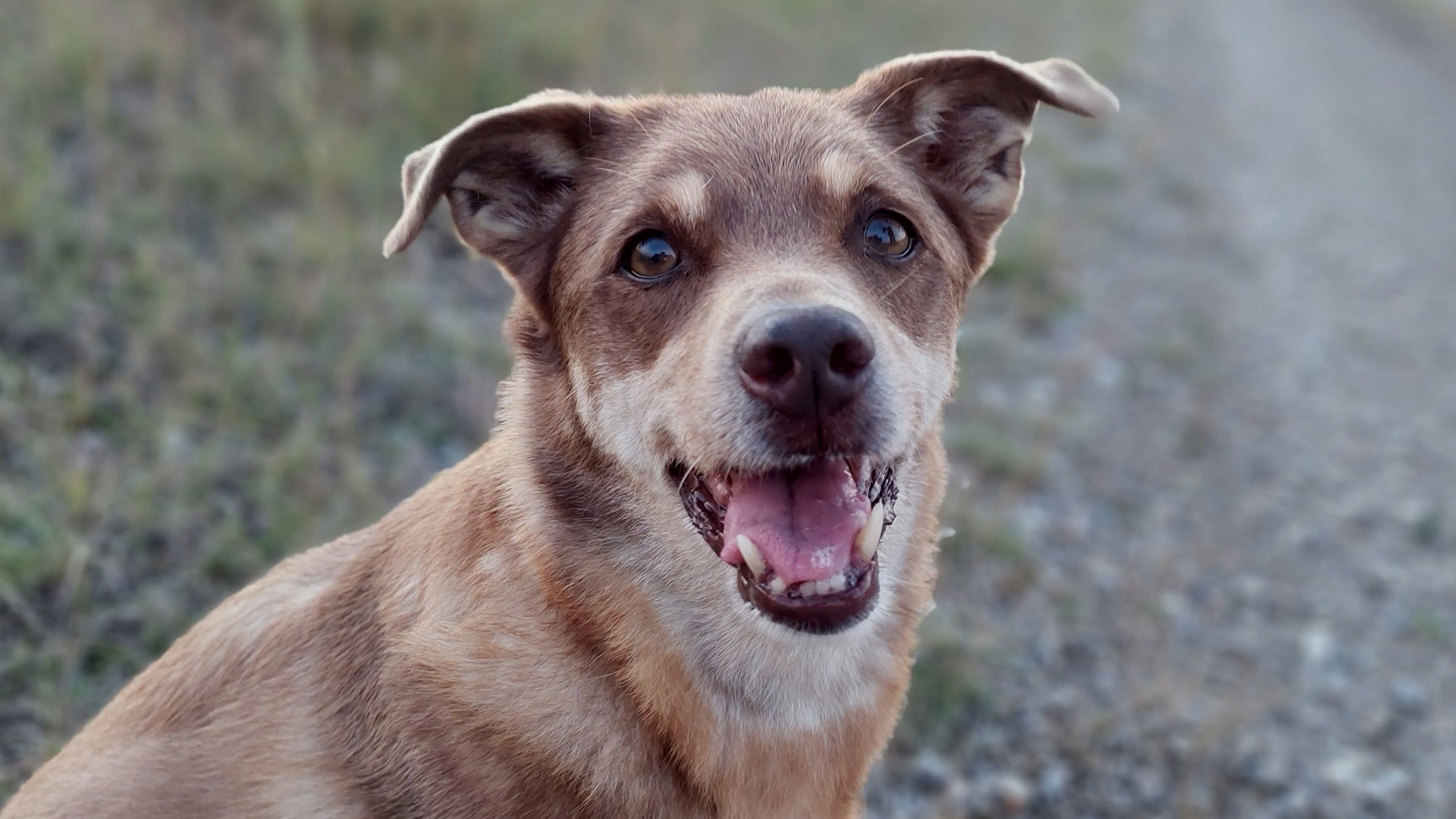 Heute.at - Wie vom Erdboden verschluckt: Hund Resi wird vermisst