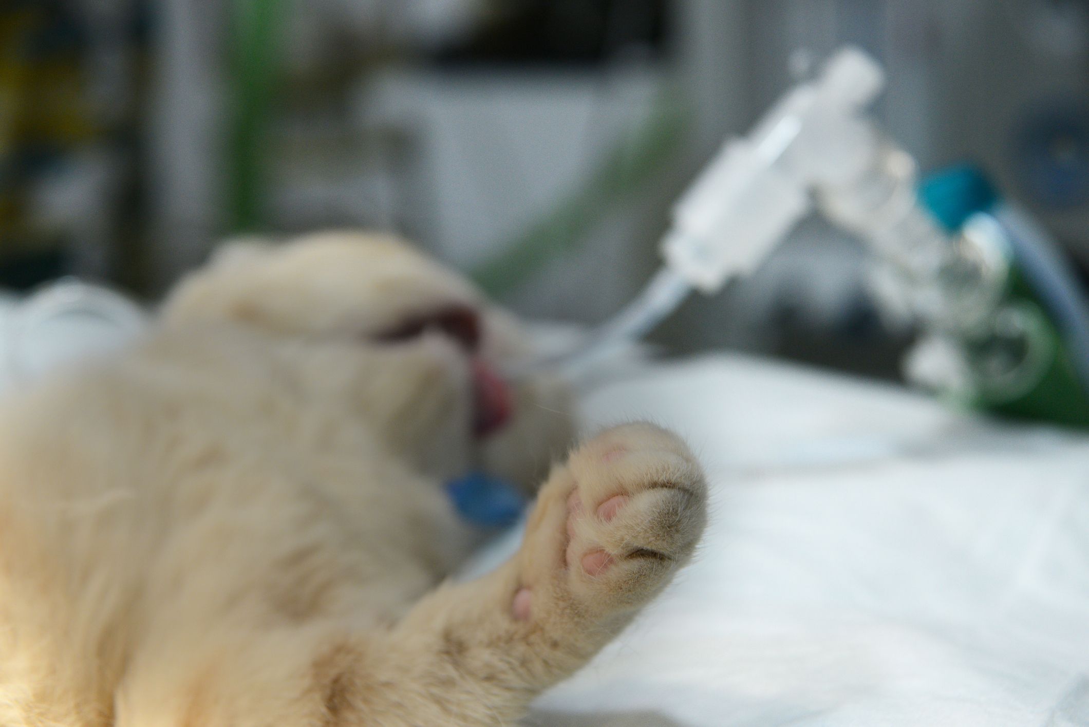 Der Tierarzt schläferte den schwer verletzten Vierbeiner ein. (Symbolbild)