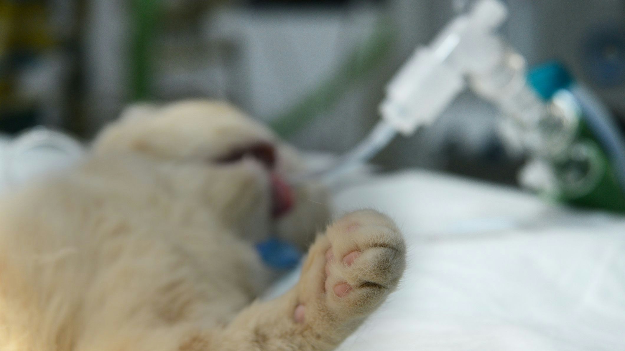 Heute.at - Schuss mit Schrotflinte – jetzt ist arme Katze tot