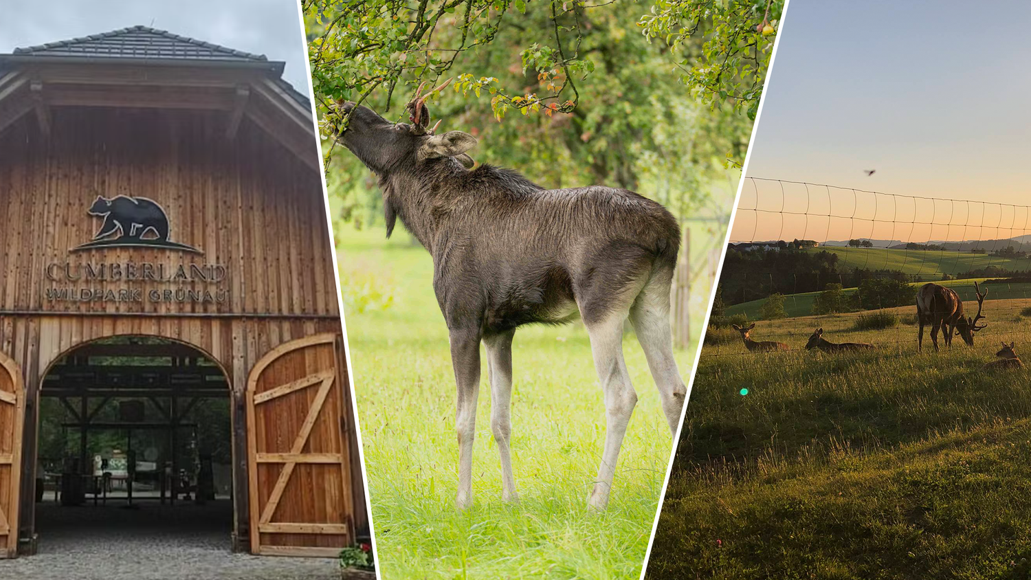Heute.at - Elch Emil – Abschiebung oder Wildpark wenn Platz ist