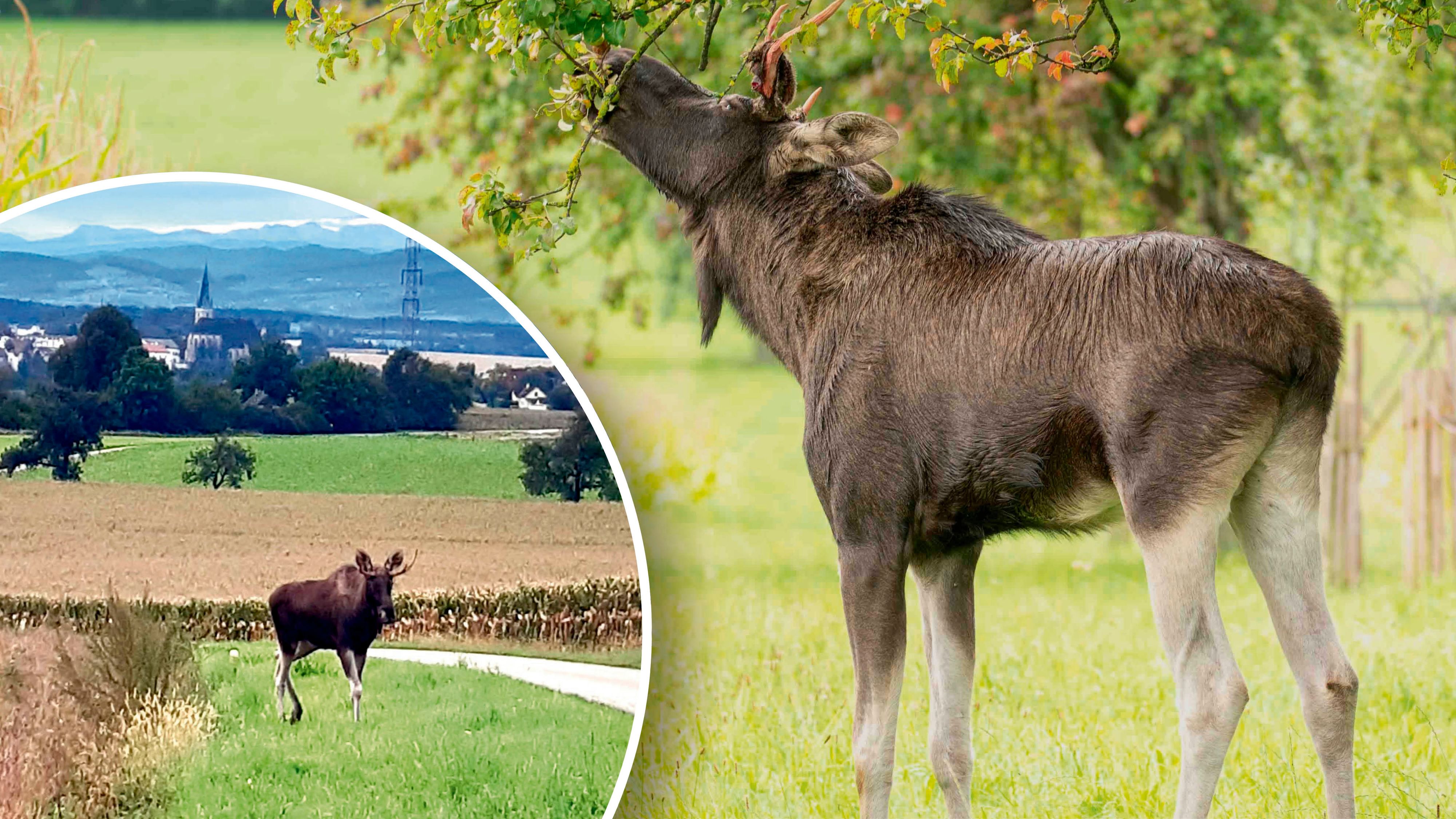 Elch Emil im Mostviertel, im Kreis: die aktuelle Aufnahme von heute in der Früh vor der Stadt Haag