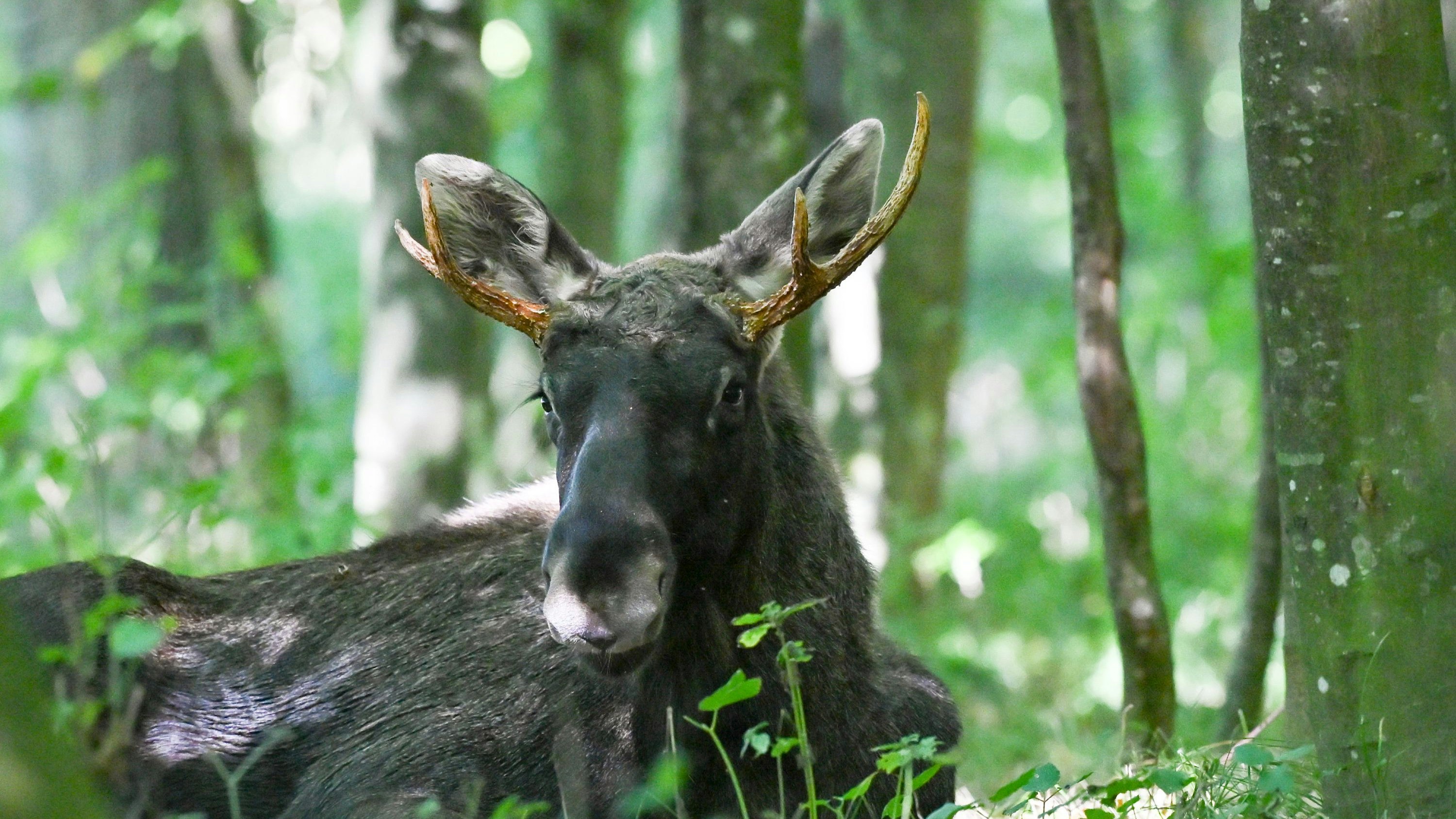 Heute.at - Keine Gefahr – jetzt chillt Emil erstmal im Wald