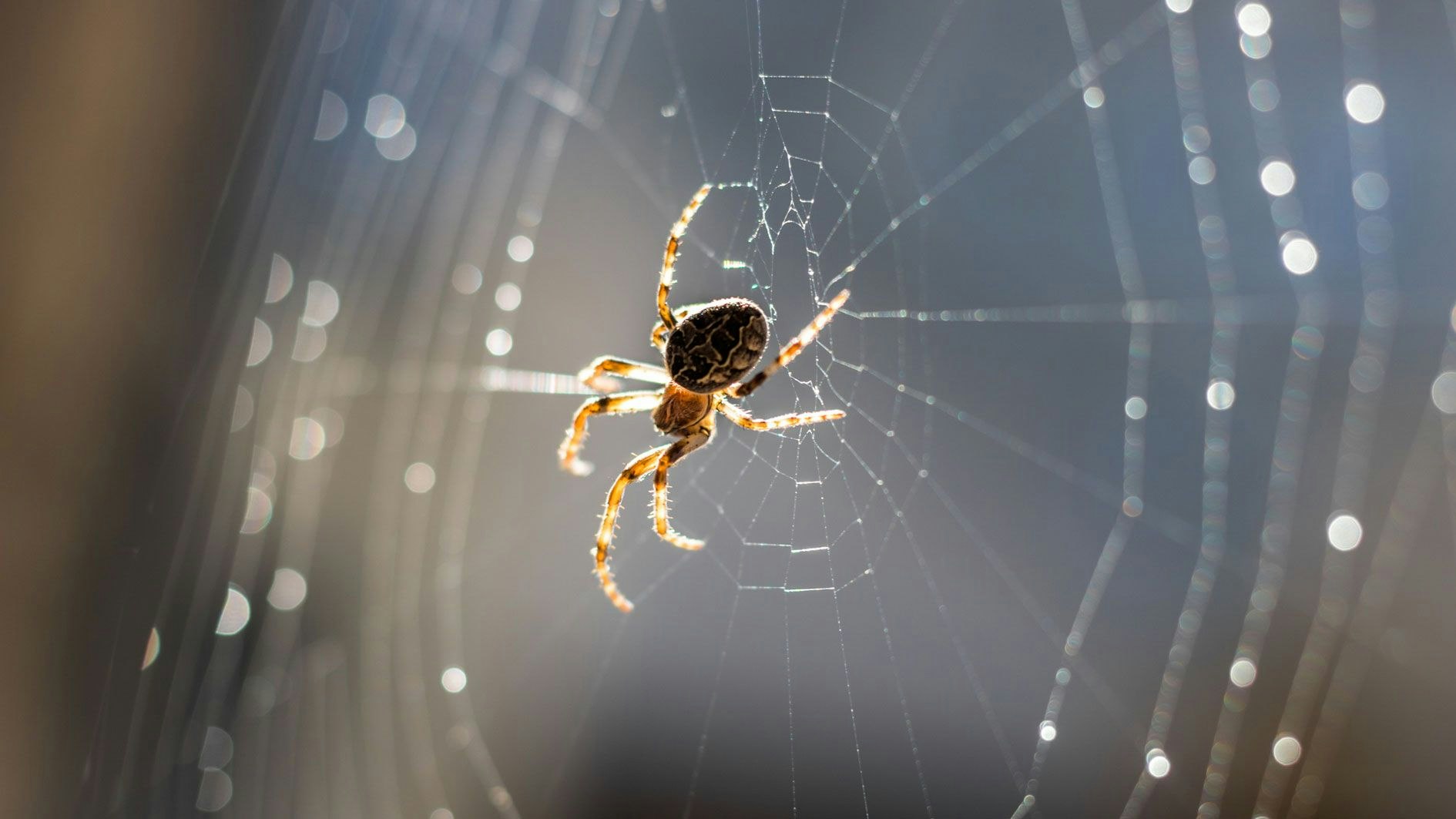 Heute.at - Spinne im Haus? So bleiben die Krabbeltiere draußen
