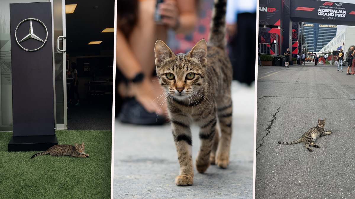 Die Paddock-Katze beim Grand Prix von Aserbaidschan in Baku. 
