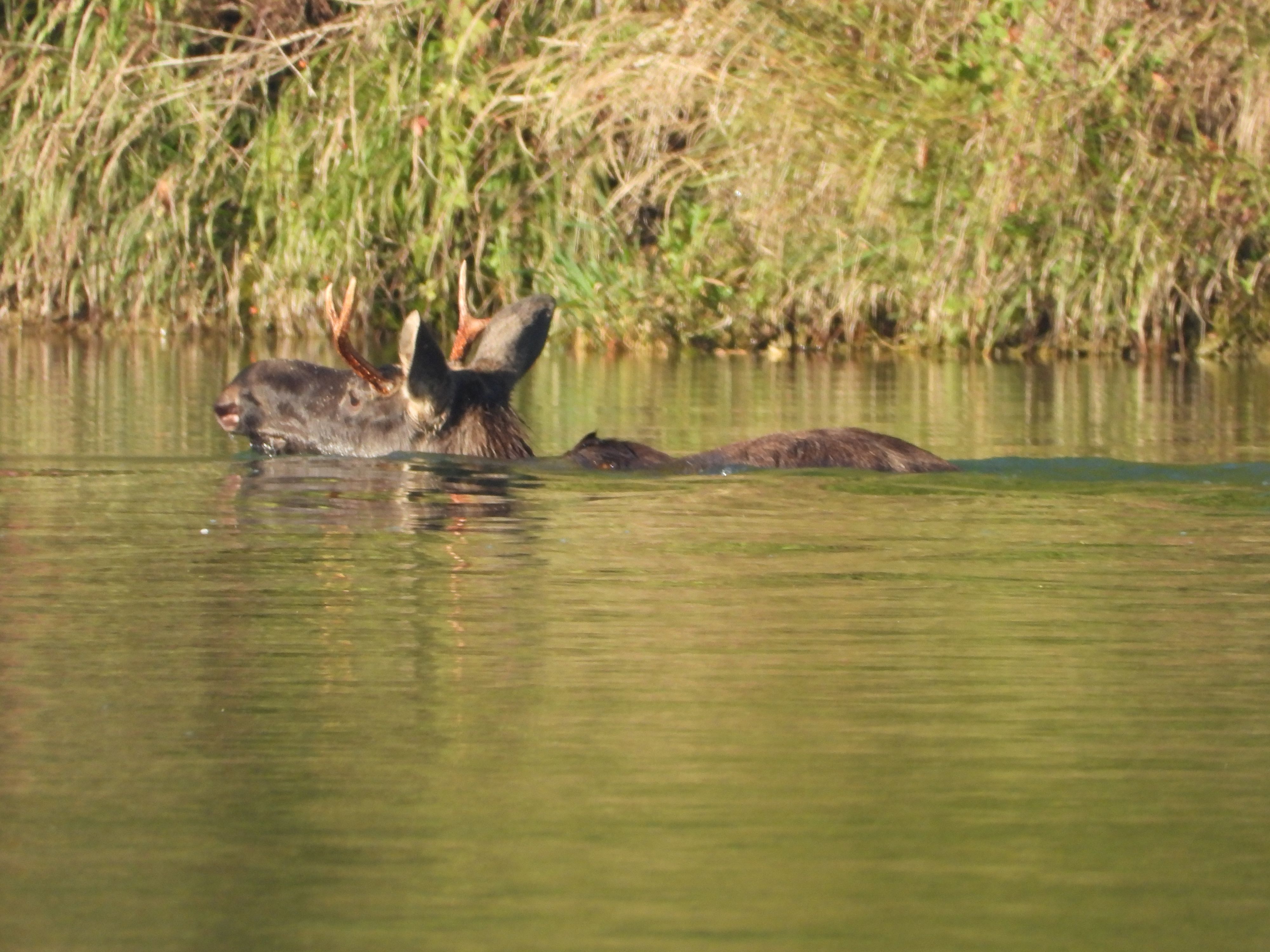 Gregor Schnöll hat den berühmten Elch beim Schwimmen nach Oberösterreich abgelichtet.