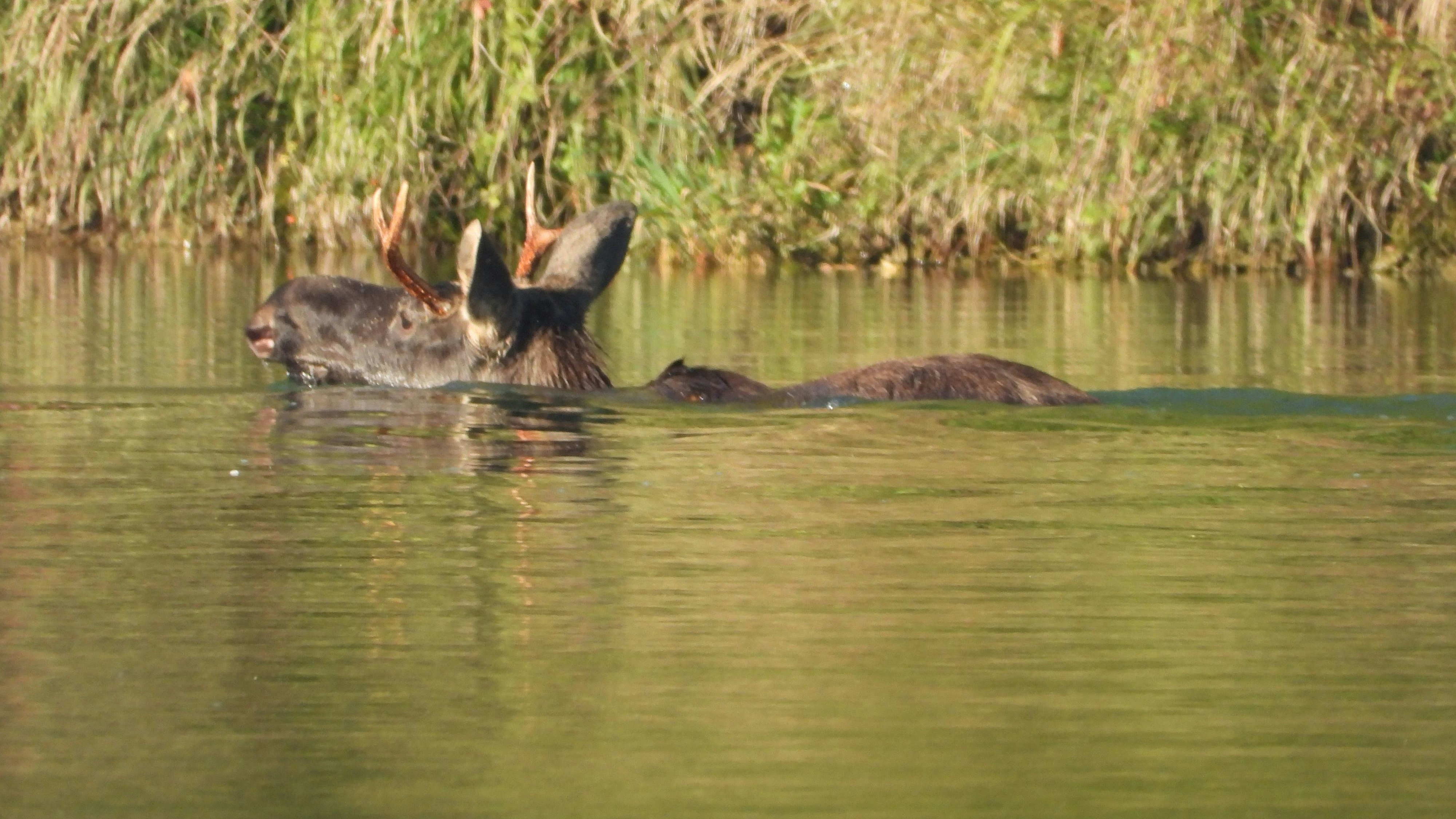 Heute.at - Elch Emil schwimmt über Grenze – das droht ihm jetzt