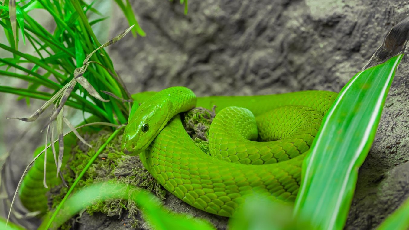 Heute.at - Polizei entdeckt 27 Giftschlangen in Wohnung