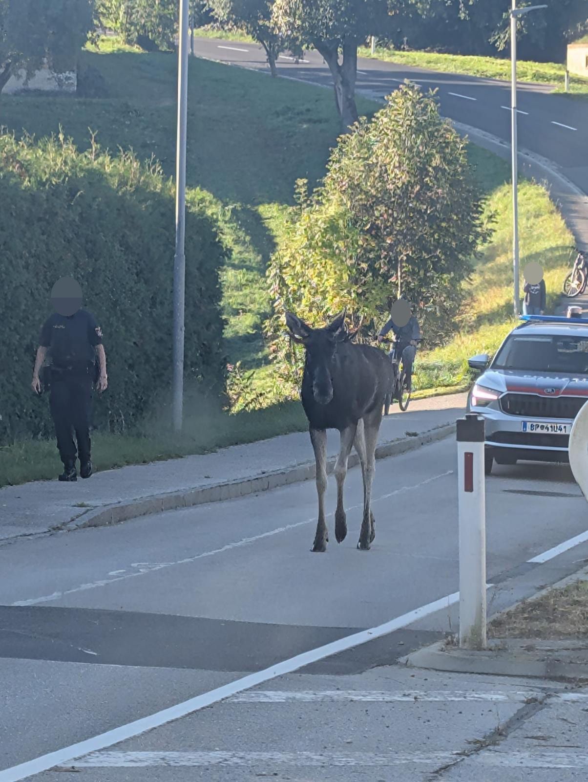 Die Polizei begleitete das Tier schon am Sonntag. Am Montag in den frühen Morgenstunden wurde Emil dann betäubt.