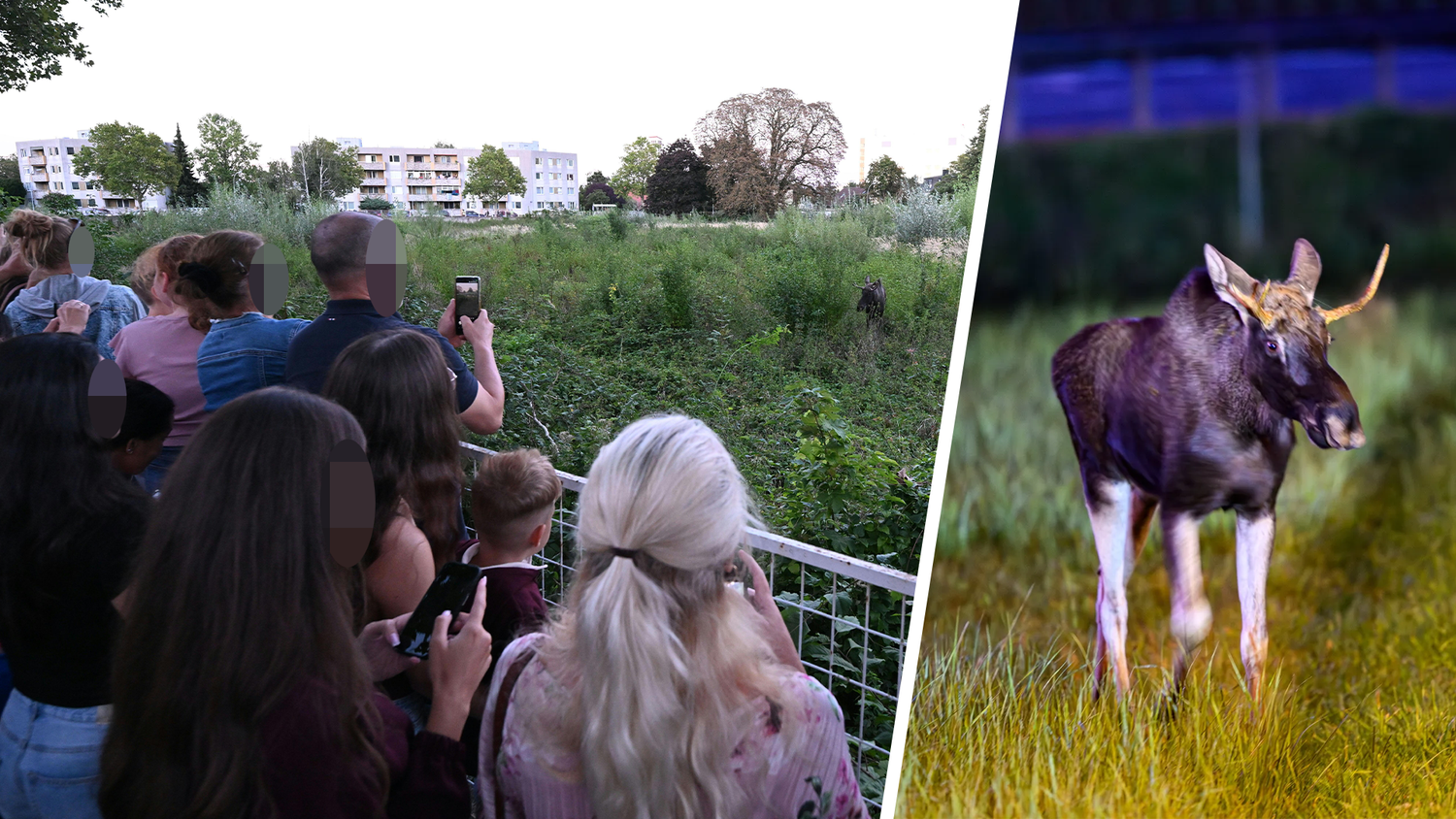 Heute.at - SOKO Elch bittet Schaulustige: Lasst ihn in Ruhe!