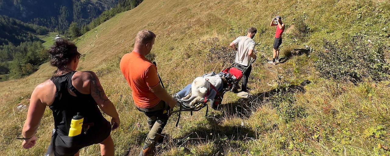 Drama am Berg – Retter tragen Hund ins Tal.