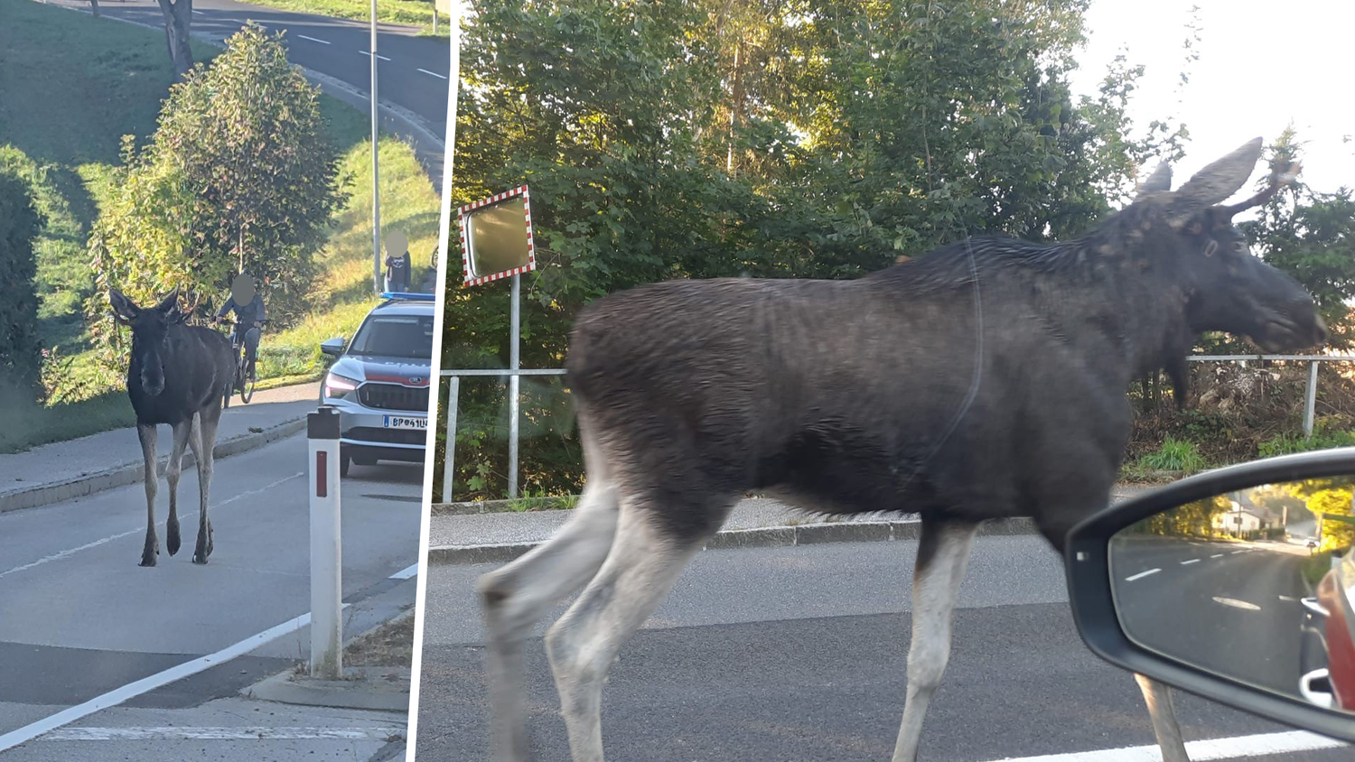 Heute.at - Neue Fotos: Hier bekommt Elch Emil Polizei-Schutz