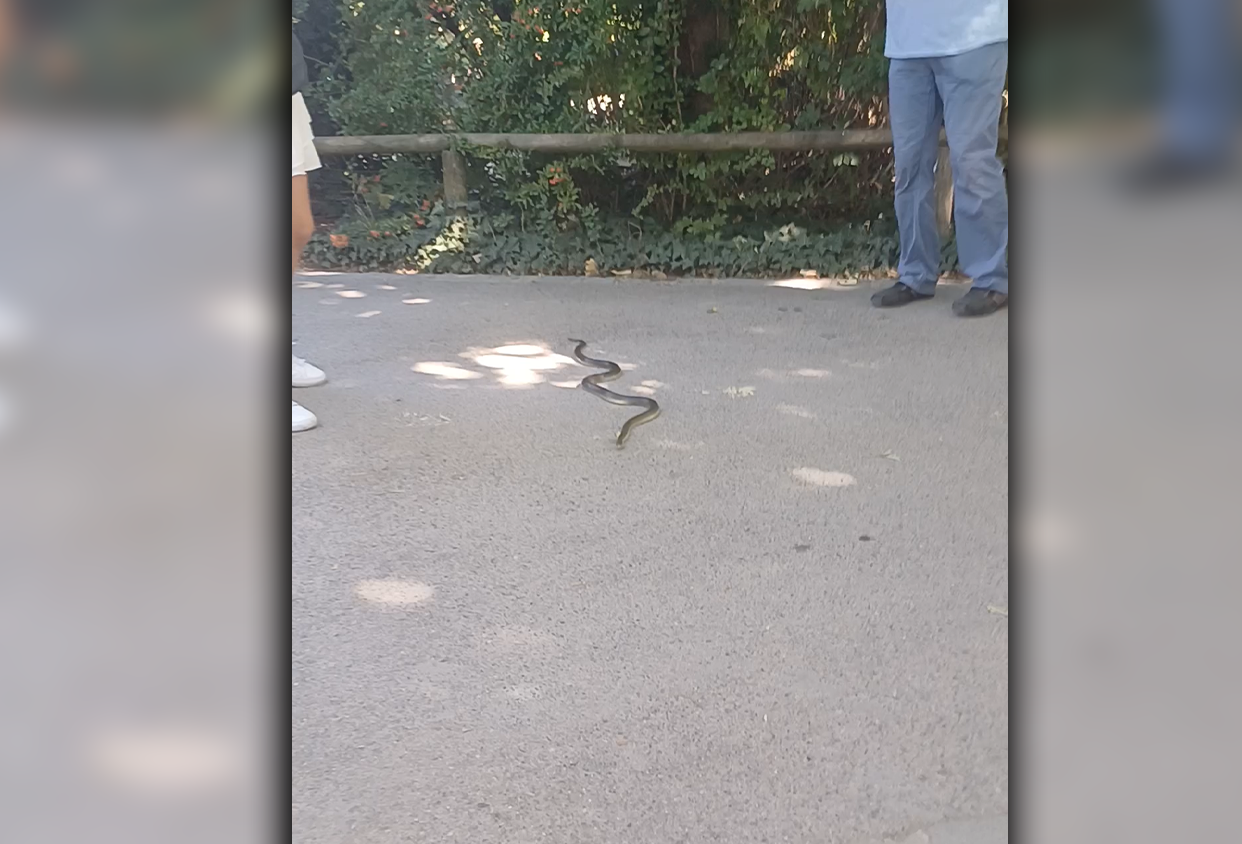 Für die Mutter kam es bei einem Zoo-Ausflug zu einem Schockmoment.