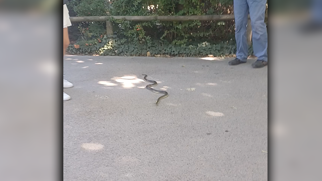 Heute.at - Schlange in Schönbrunn sorgt für Schreck-Moment