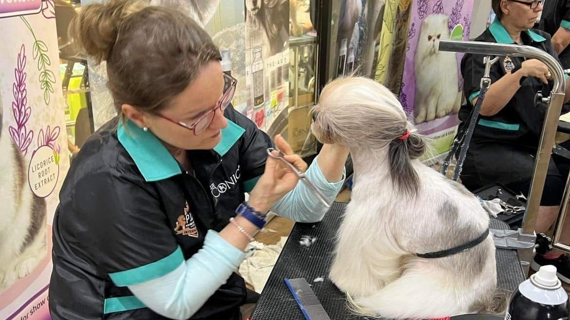 Heute.at - Hunde-Salon de luxe – Schlamm-Kur, Glitzer, Schleifchen