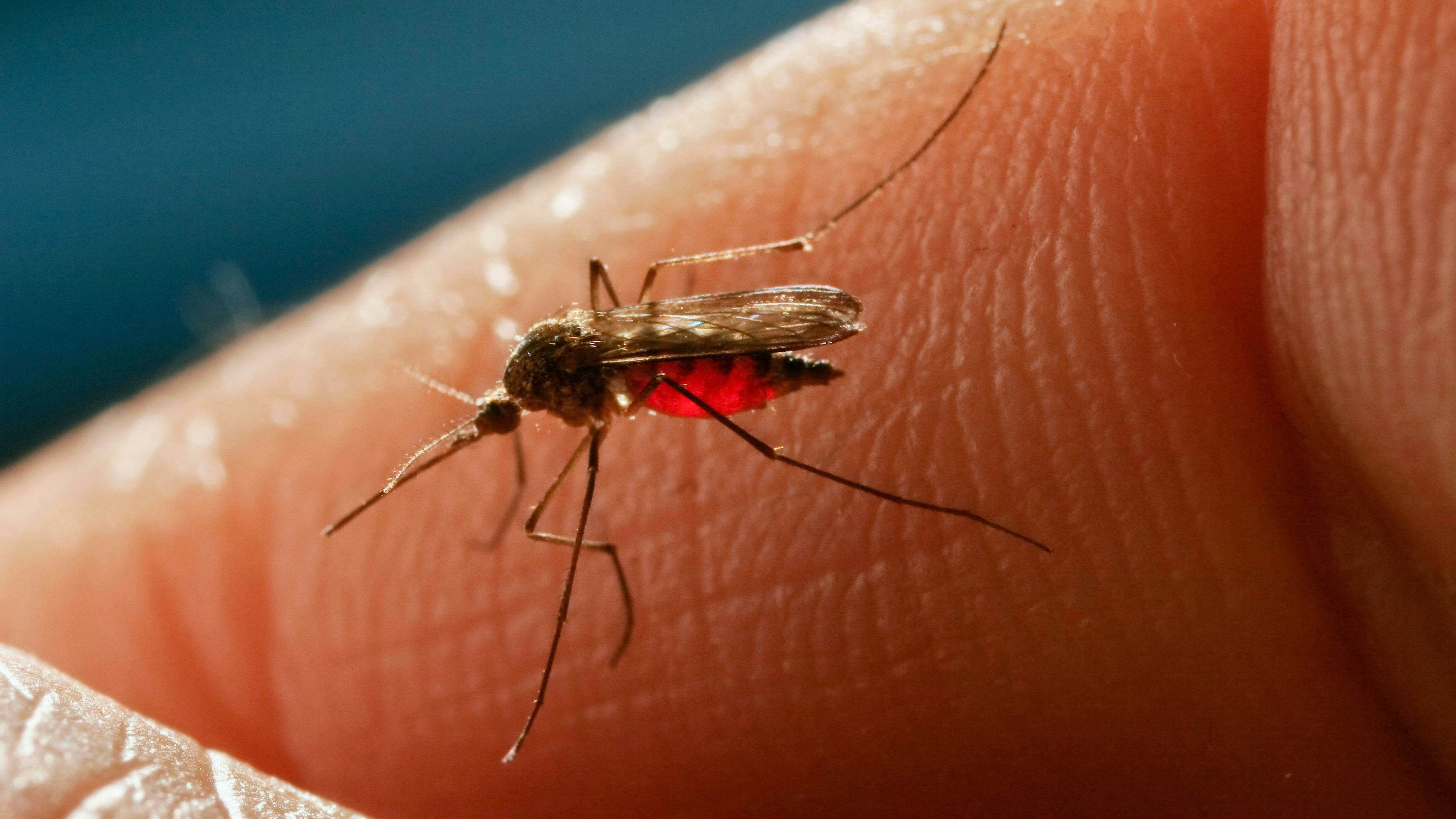 Heute.at - Gefährliches Virus in Italien – jetzt kommen Strafen