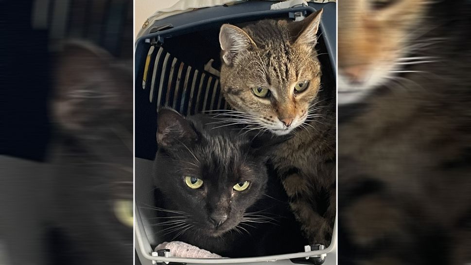 Gilo und Emily brauchen jetzt ein ruhiges, stabiles Zuhause.