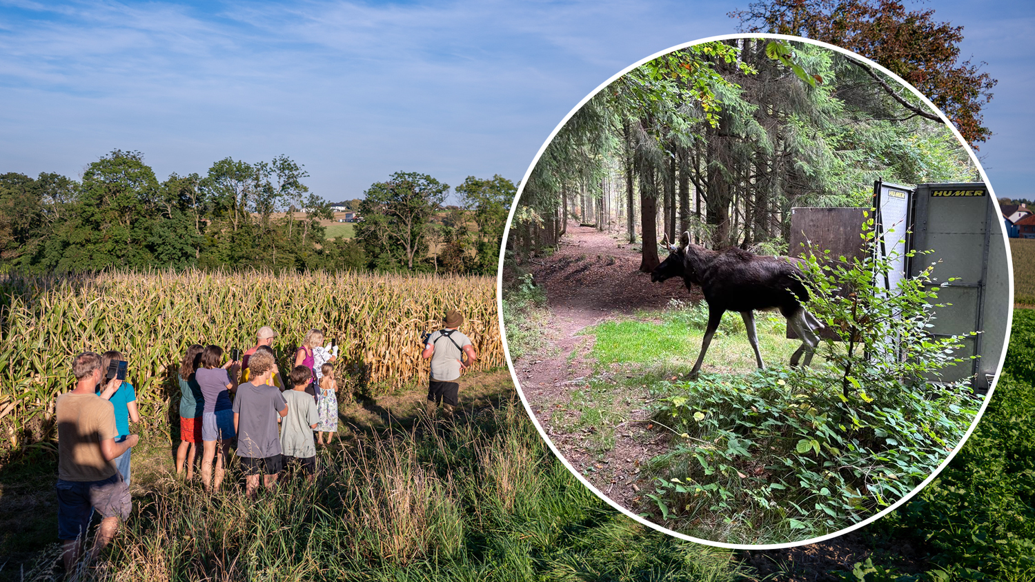 Heute.at - Elch immer im Blick: Emil hat jetzt einen GPS-Tracker