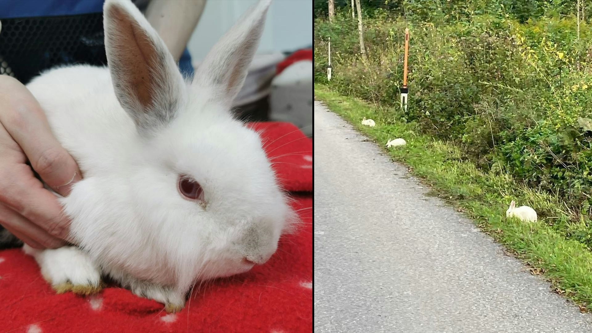 Heute.at - Fünf Kaninchenbabys einfach neben der Straße ausgesetzt